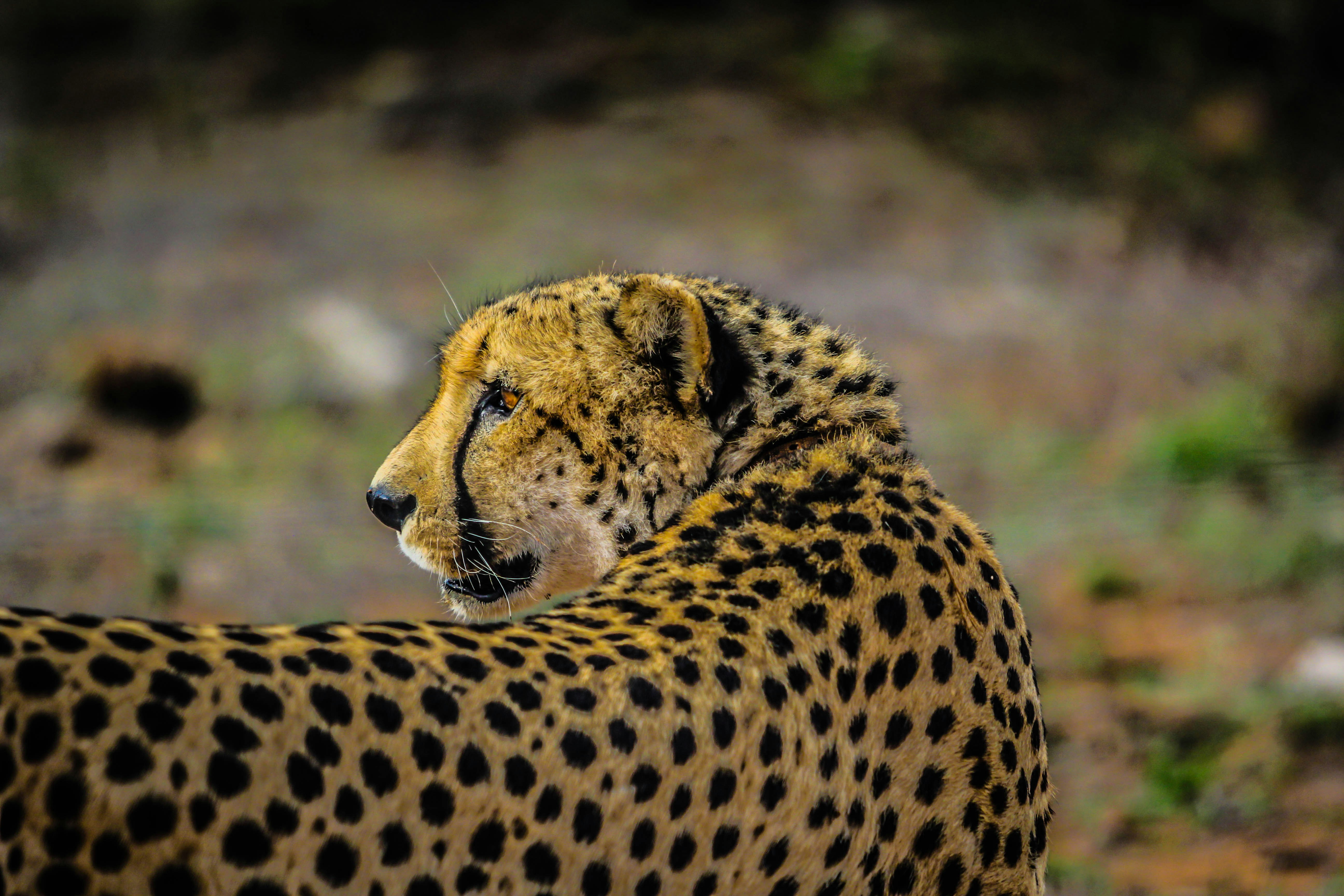 Side Profile of a Cheetah