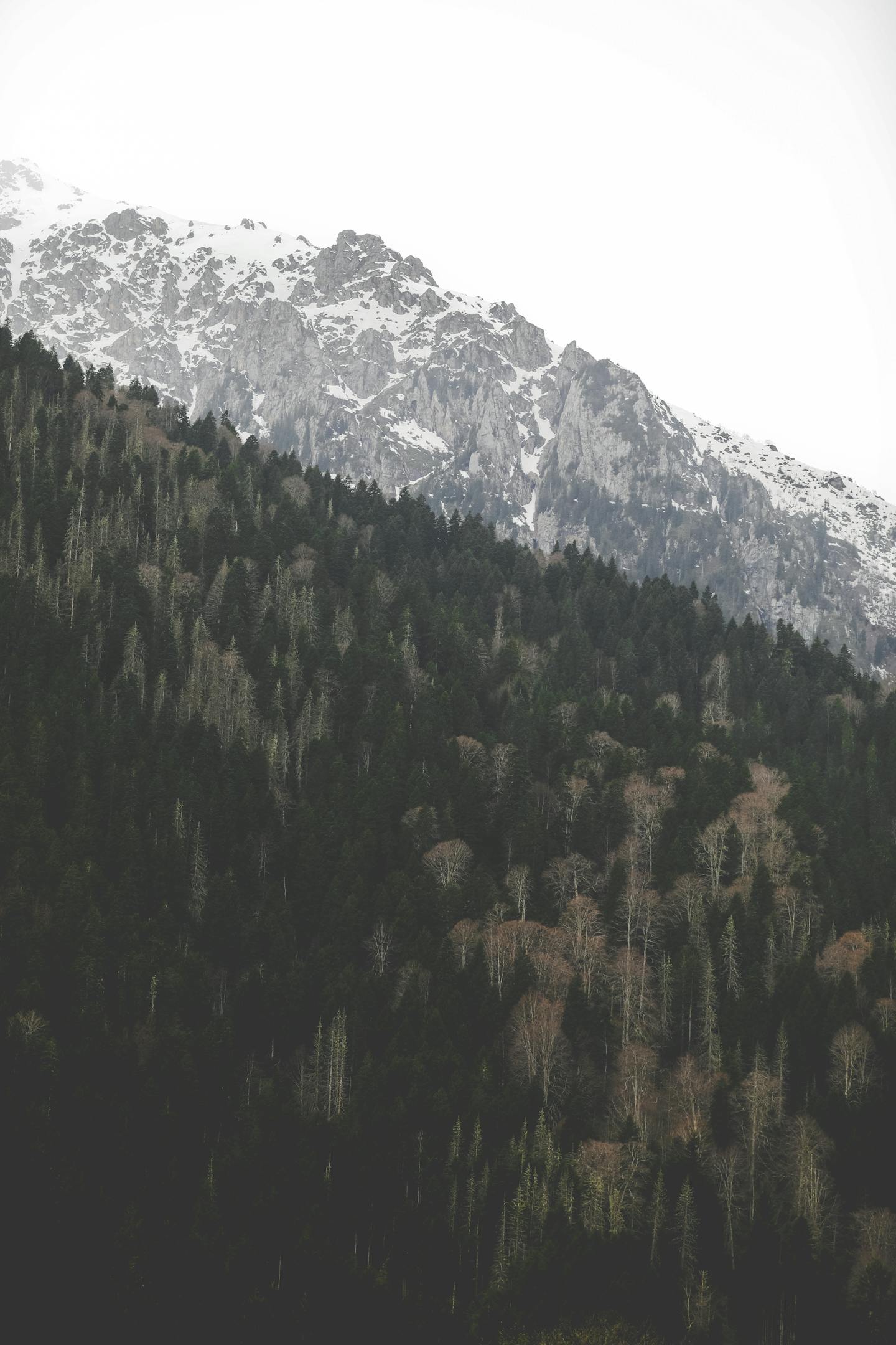 Forested Slope Below Snow-Capped Mountain