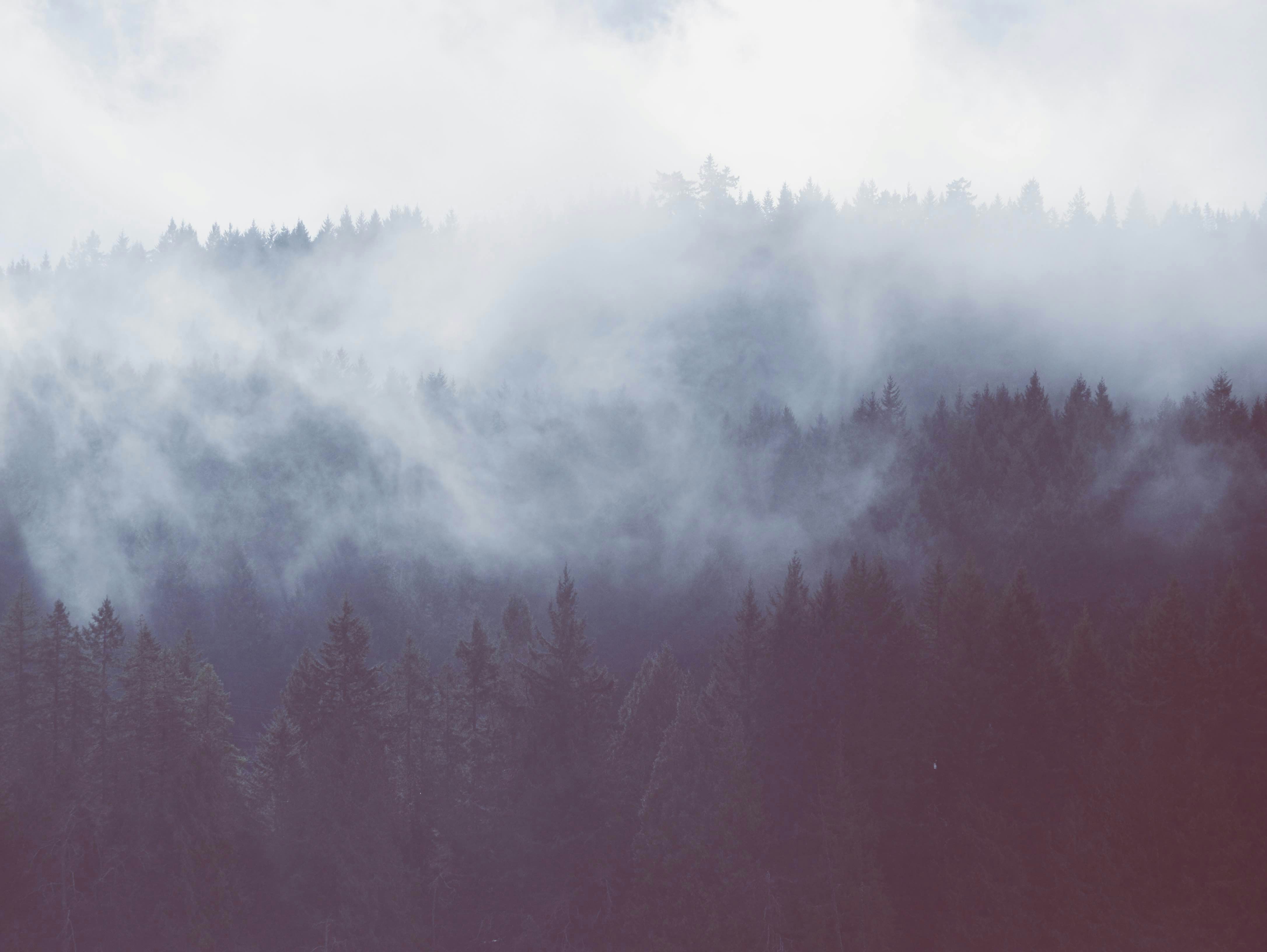 Foggy Mountain Forest