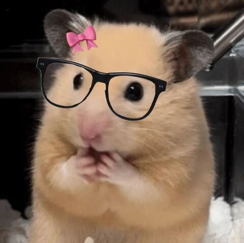 Cute Hamster With Edited Bow and Glasses