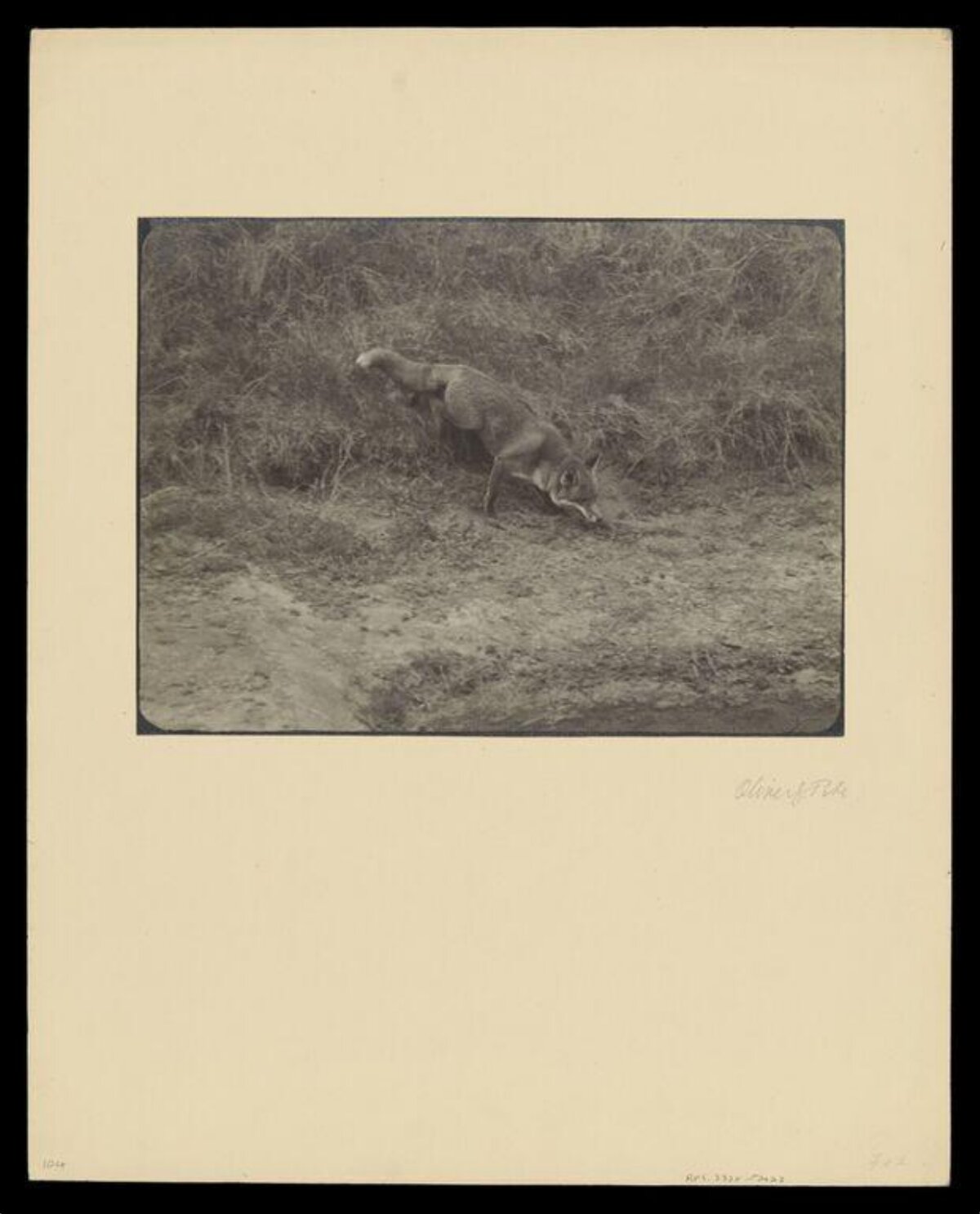 Fox Digging on Grassy Slope