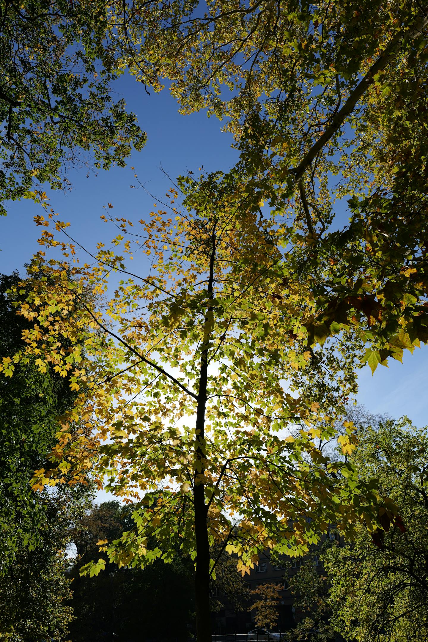 Autumn Tree Against Clear Blue Sky — Encyclopedia