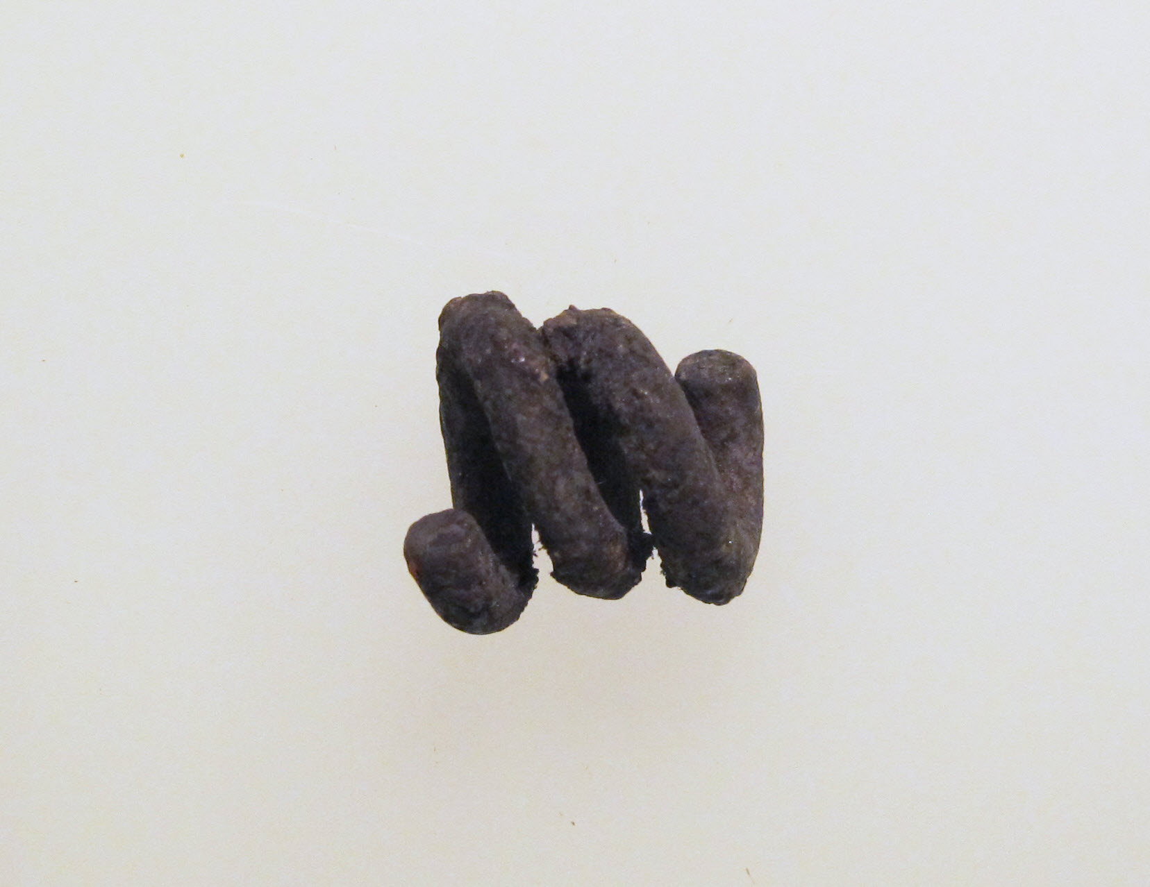 Corroded Small Iron Spring