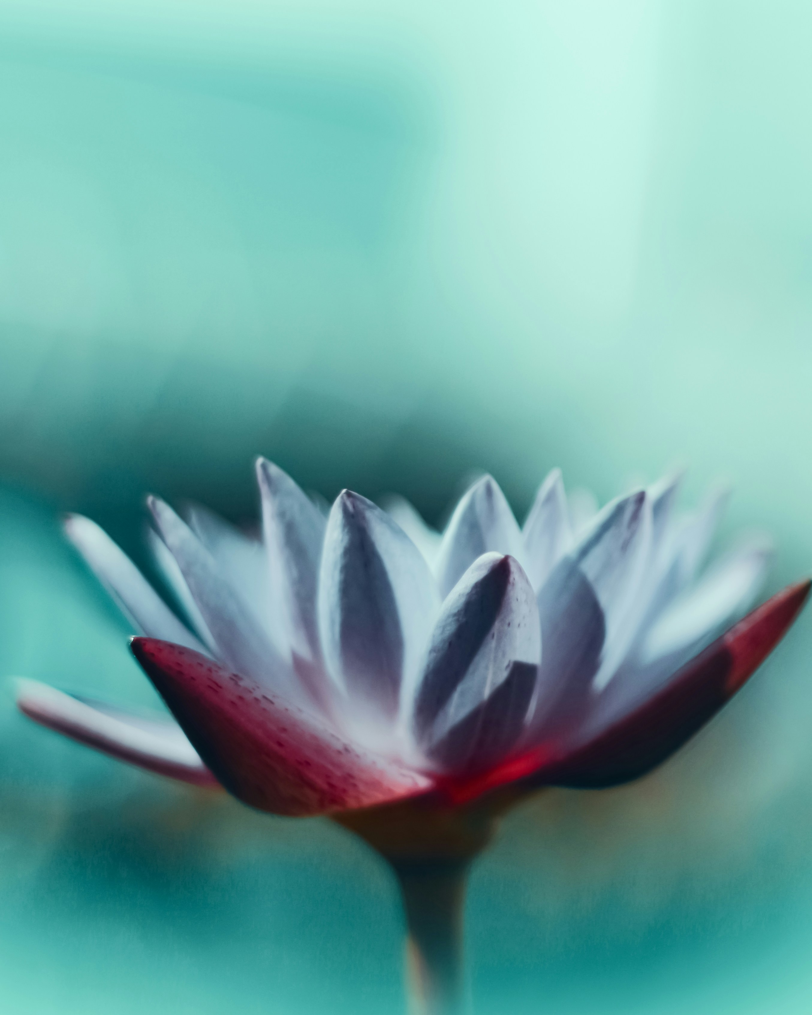 Close-up of Blooming Water Lily