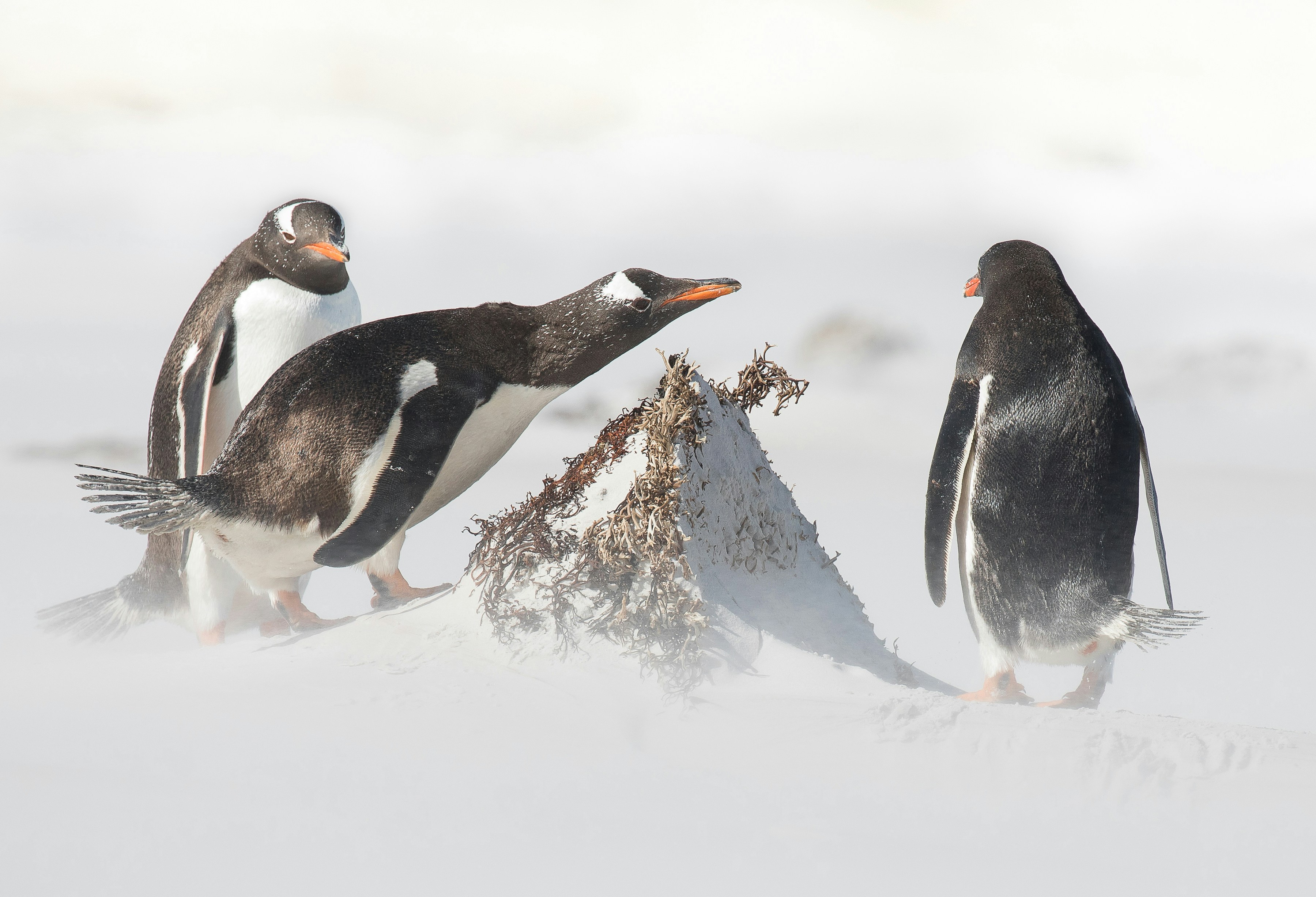 Three Gentoo Penguins on Snow