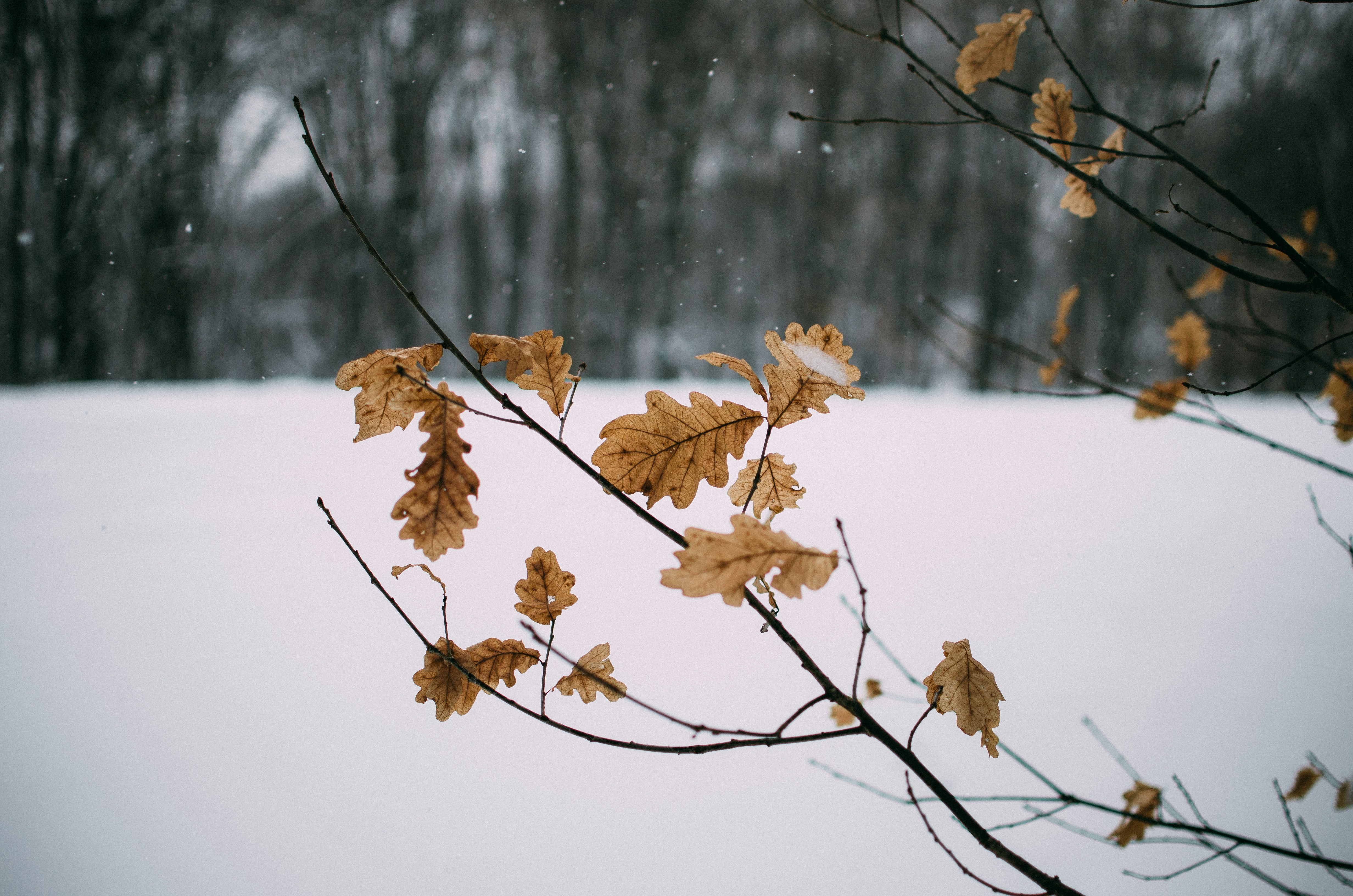 Dried Oak Leaves in Winter Snow