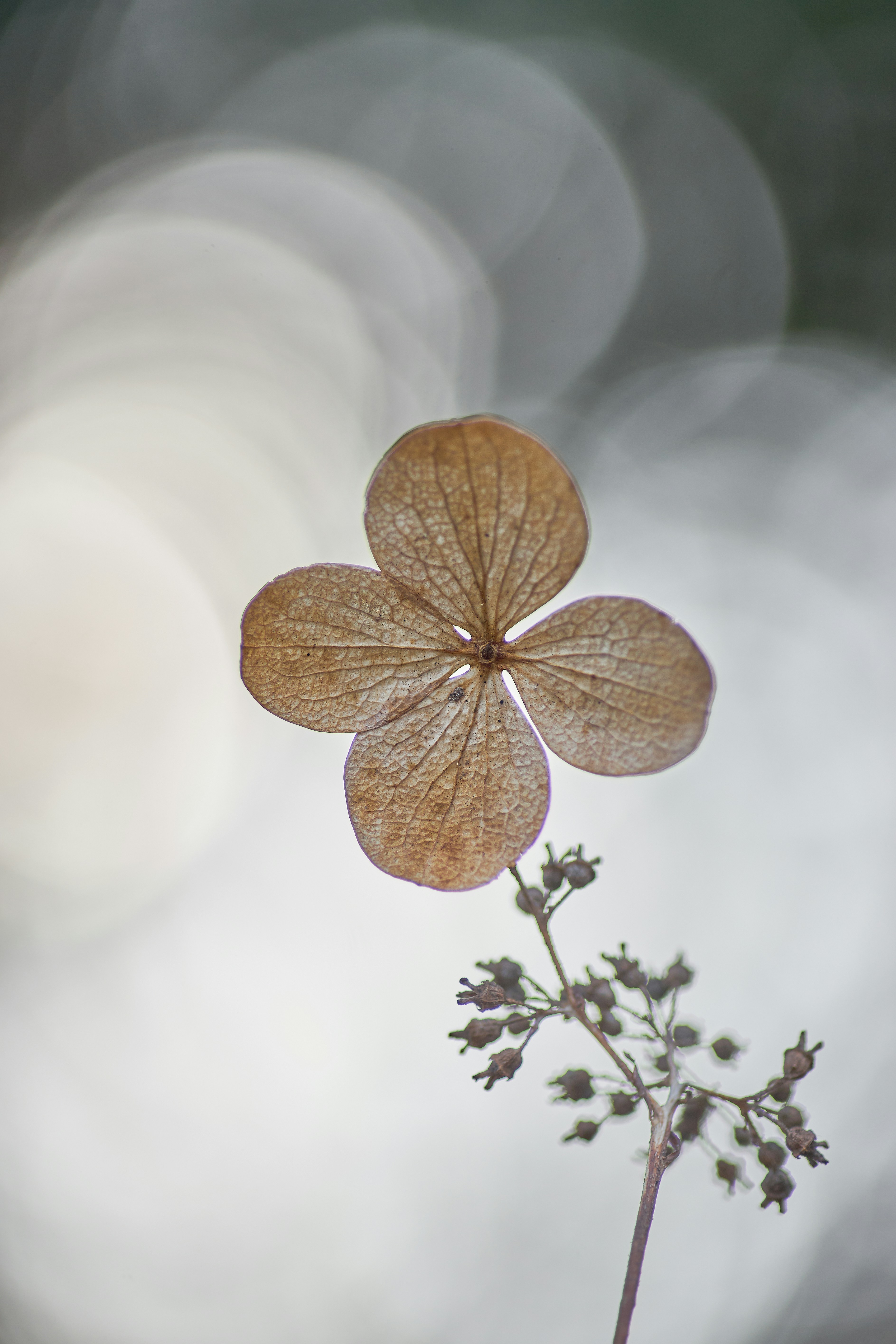Dried Hydrangea Close-up