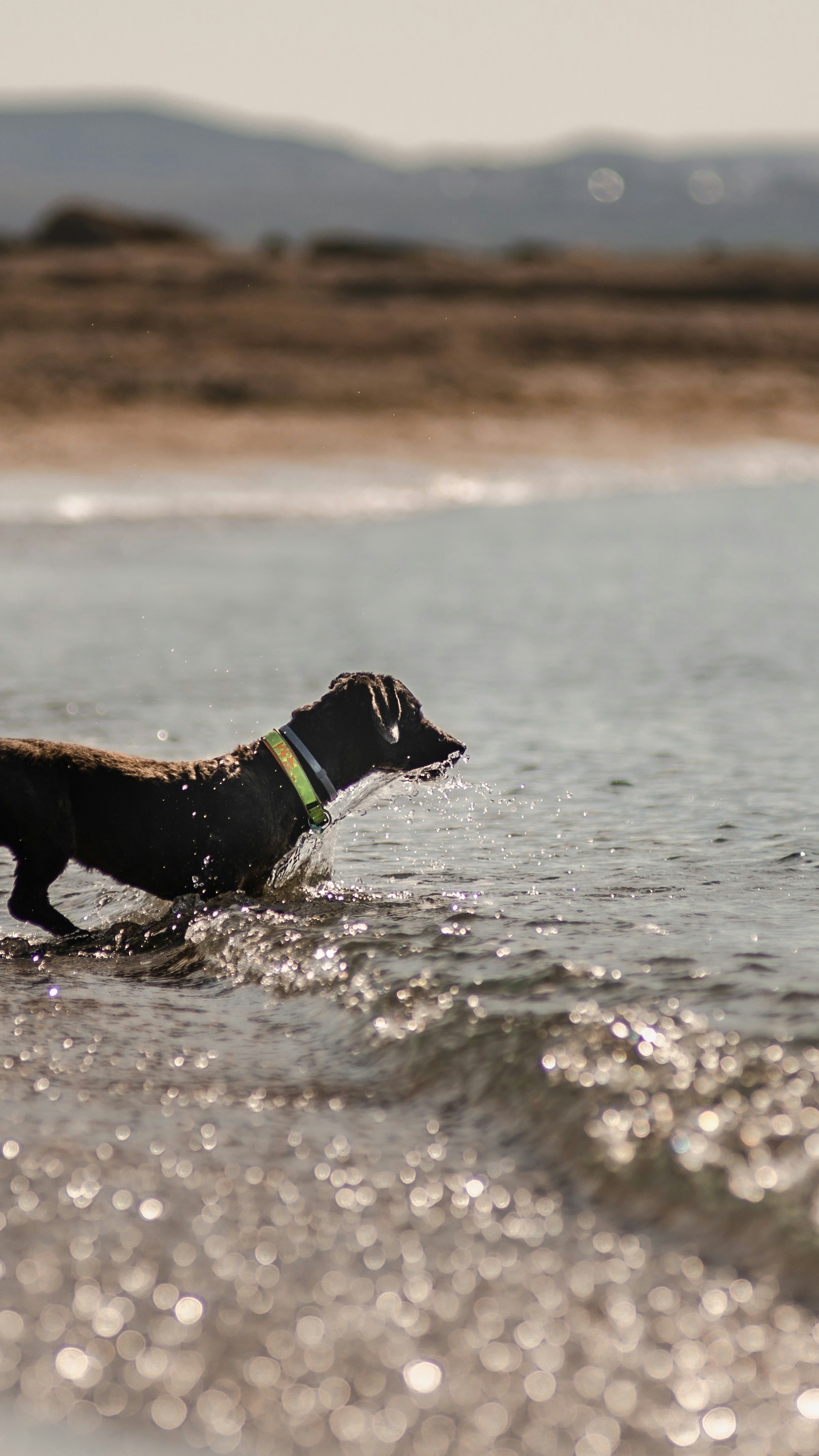 Black Dog Wading Through Shallow Water