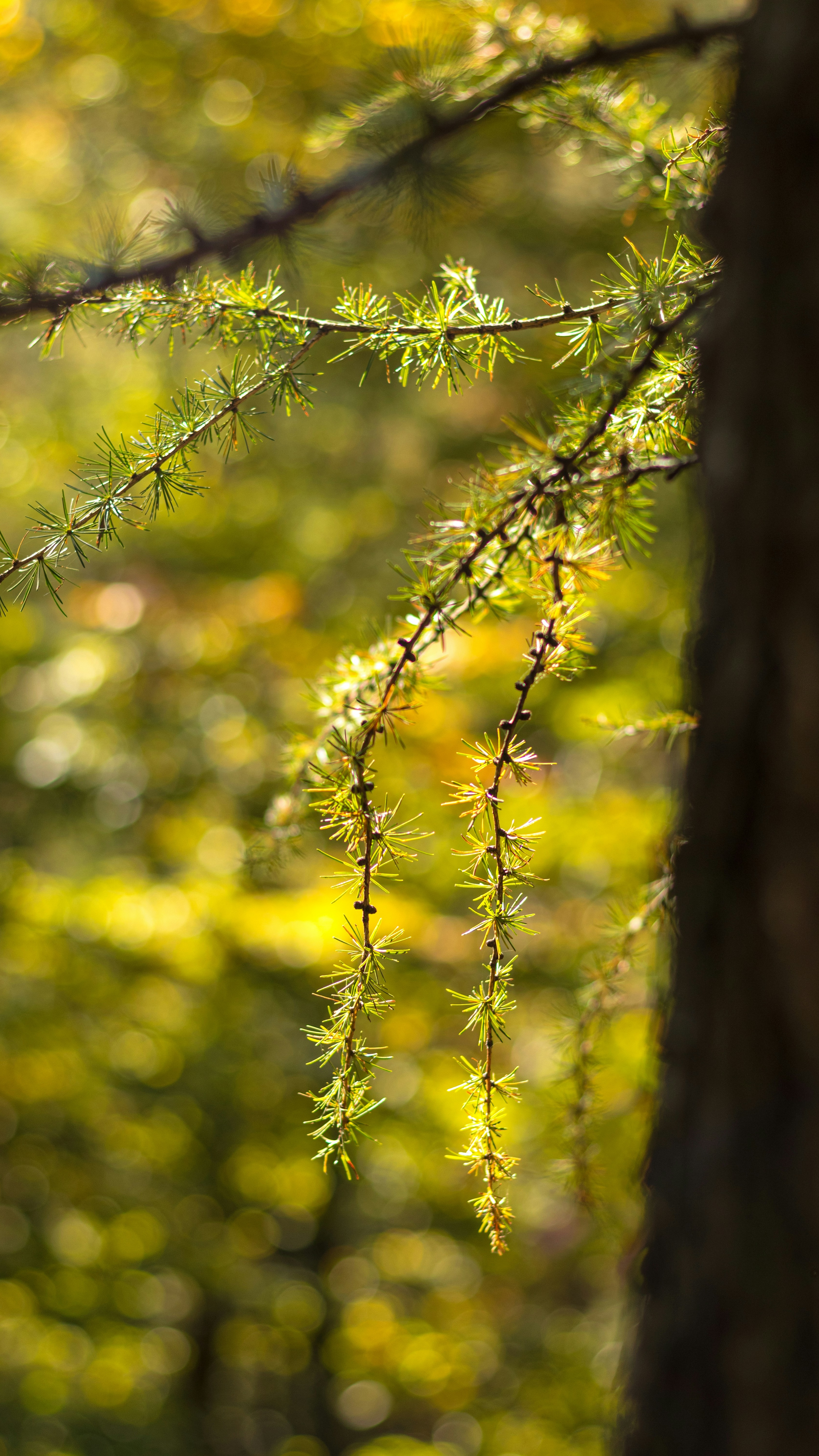 Sunlit Larch Branches in Autumn