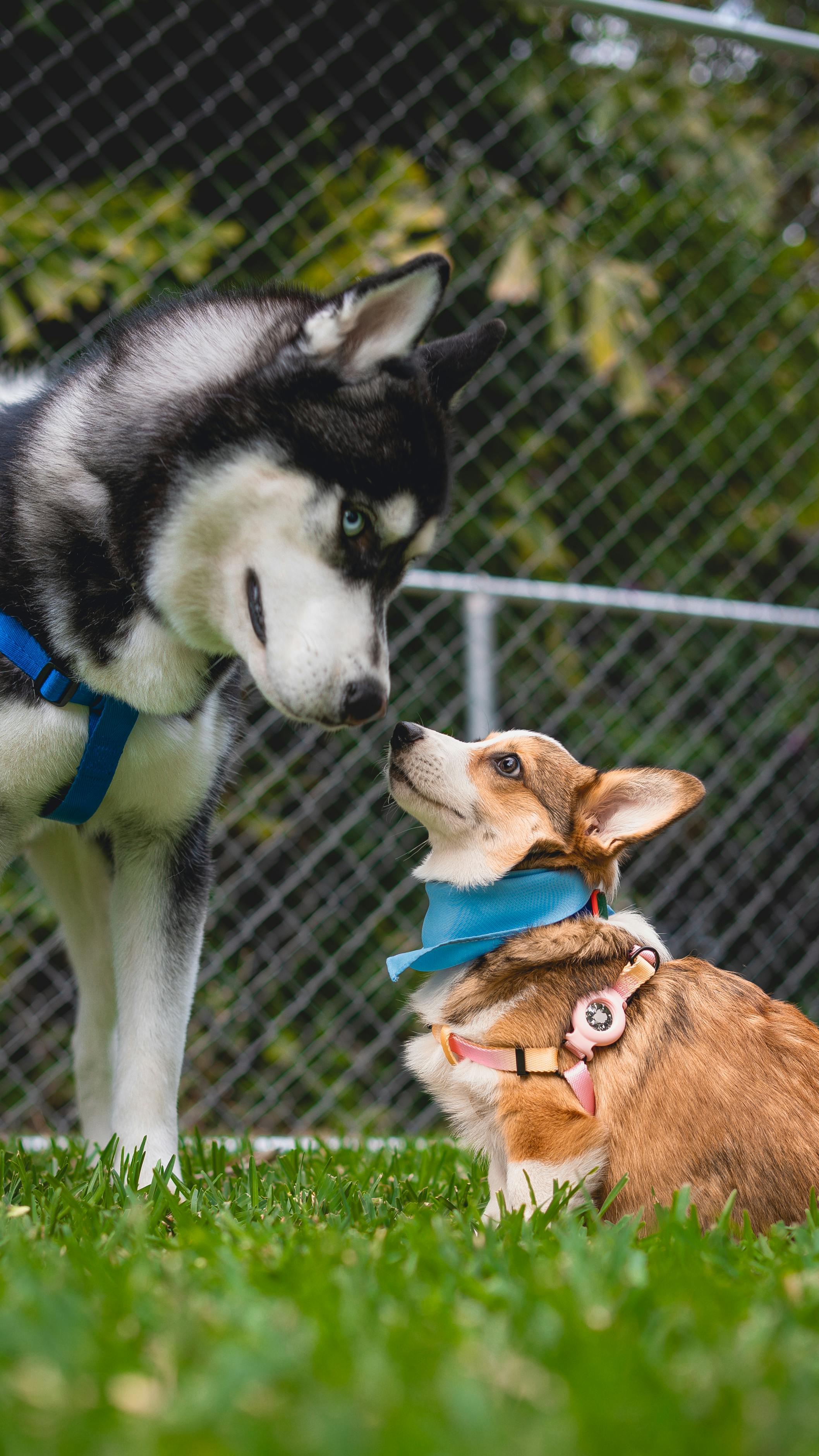 Husky and Corgi Face Each Other