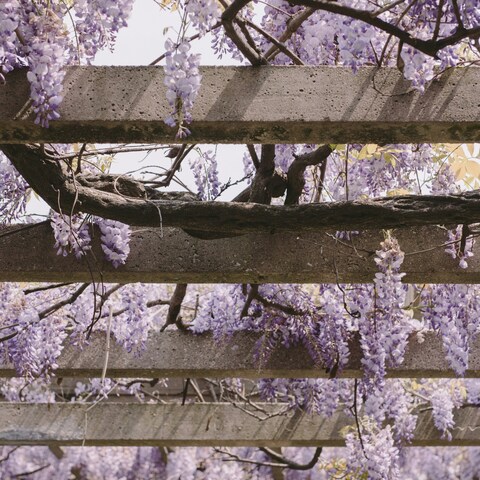 Wisteria on Concrete Pergola