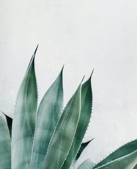 Agave Leaves Against White Wall