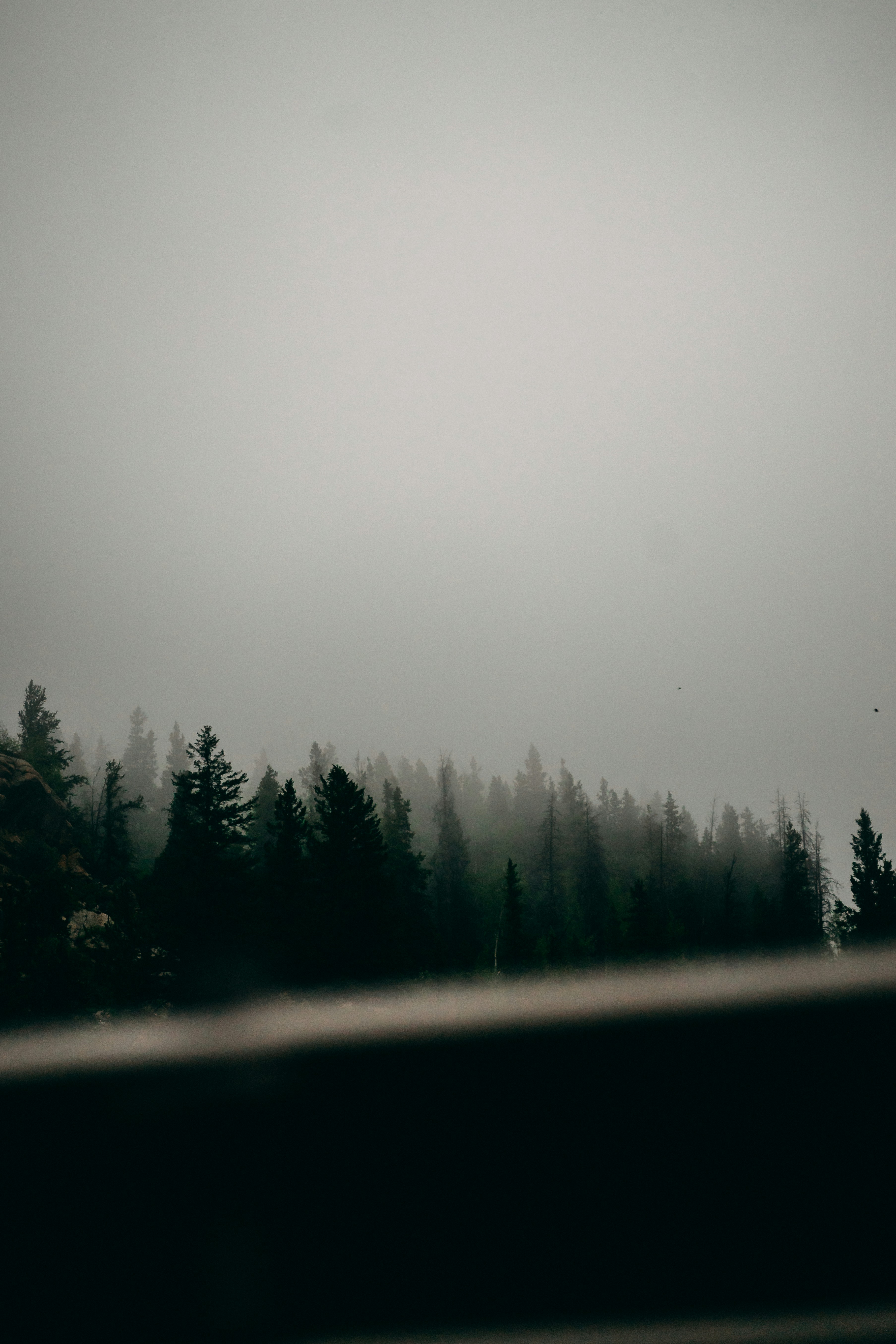 Foggy Coniferous Forest