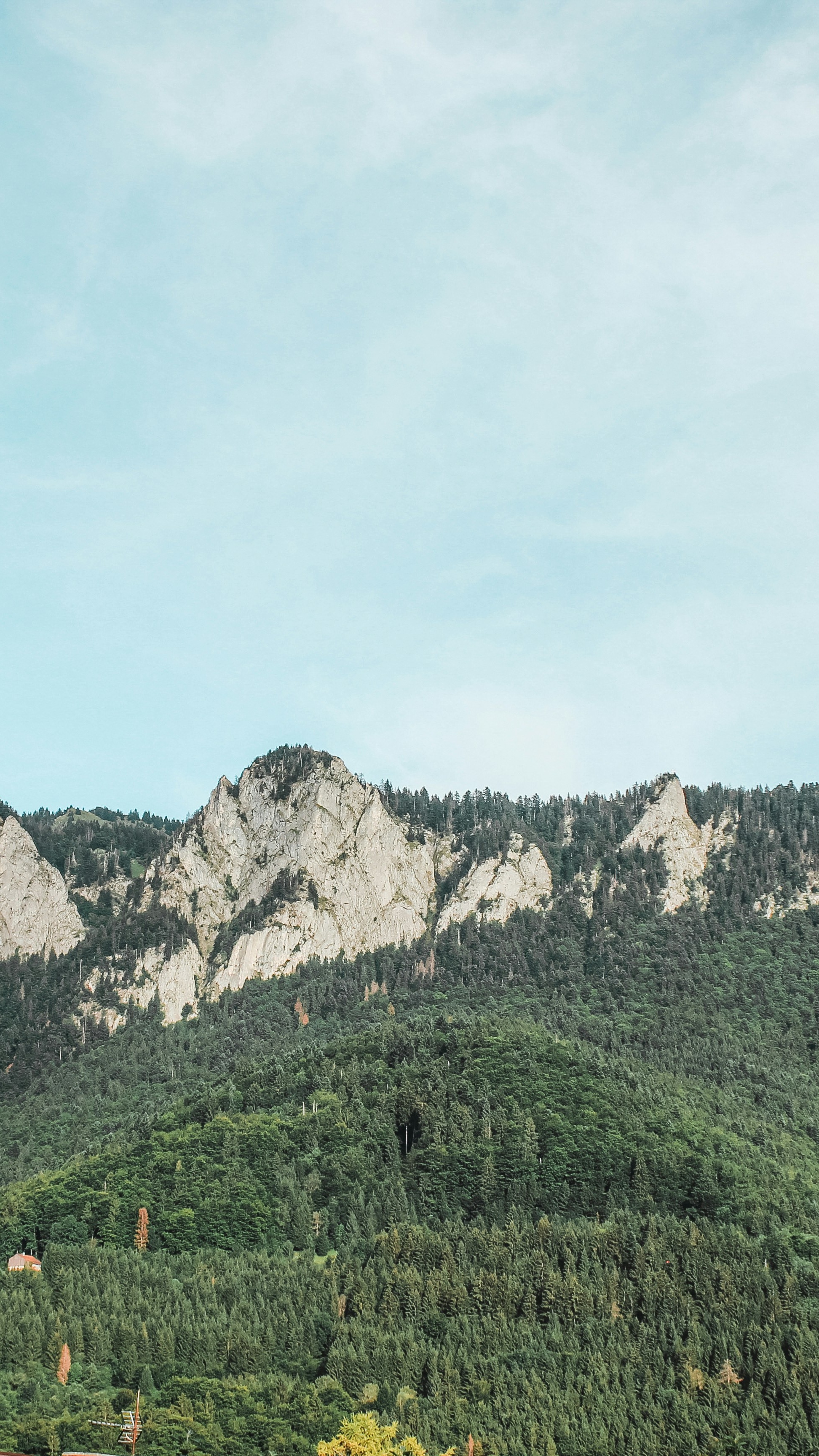 Rocky Mountain Forest Landscape