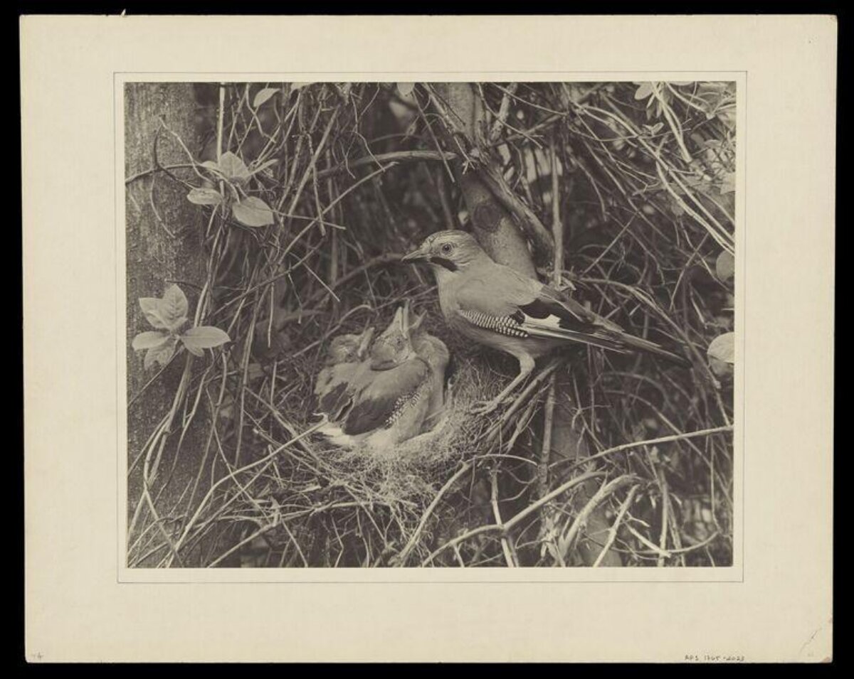 Adult Jay with Chicks at Nest