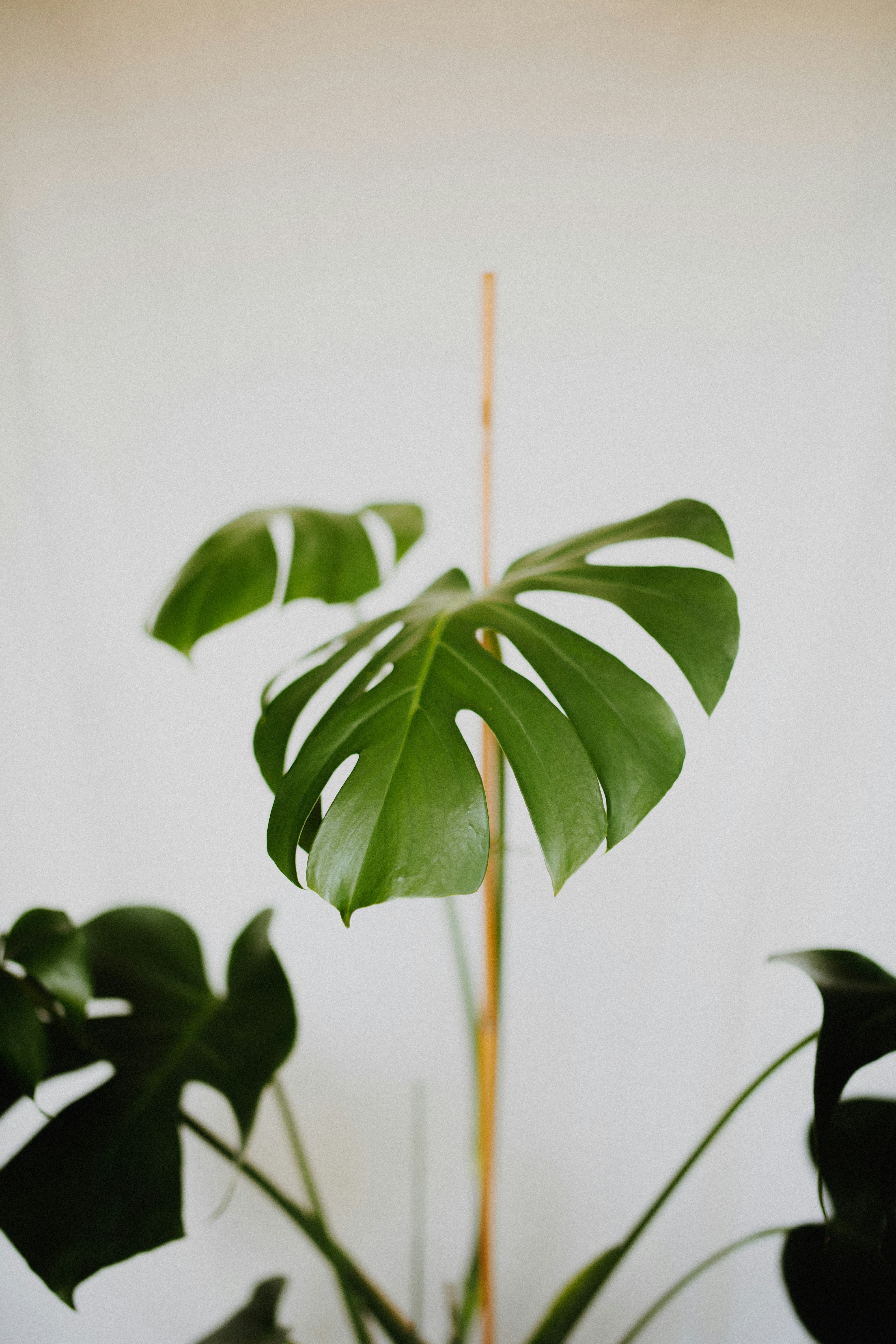 Indoor Monstera Leaf