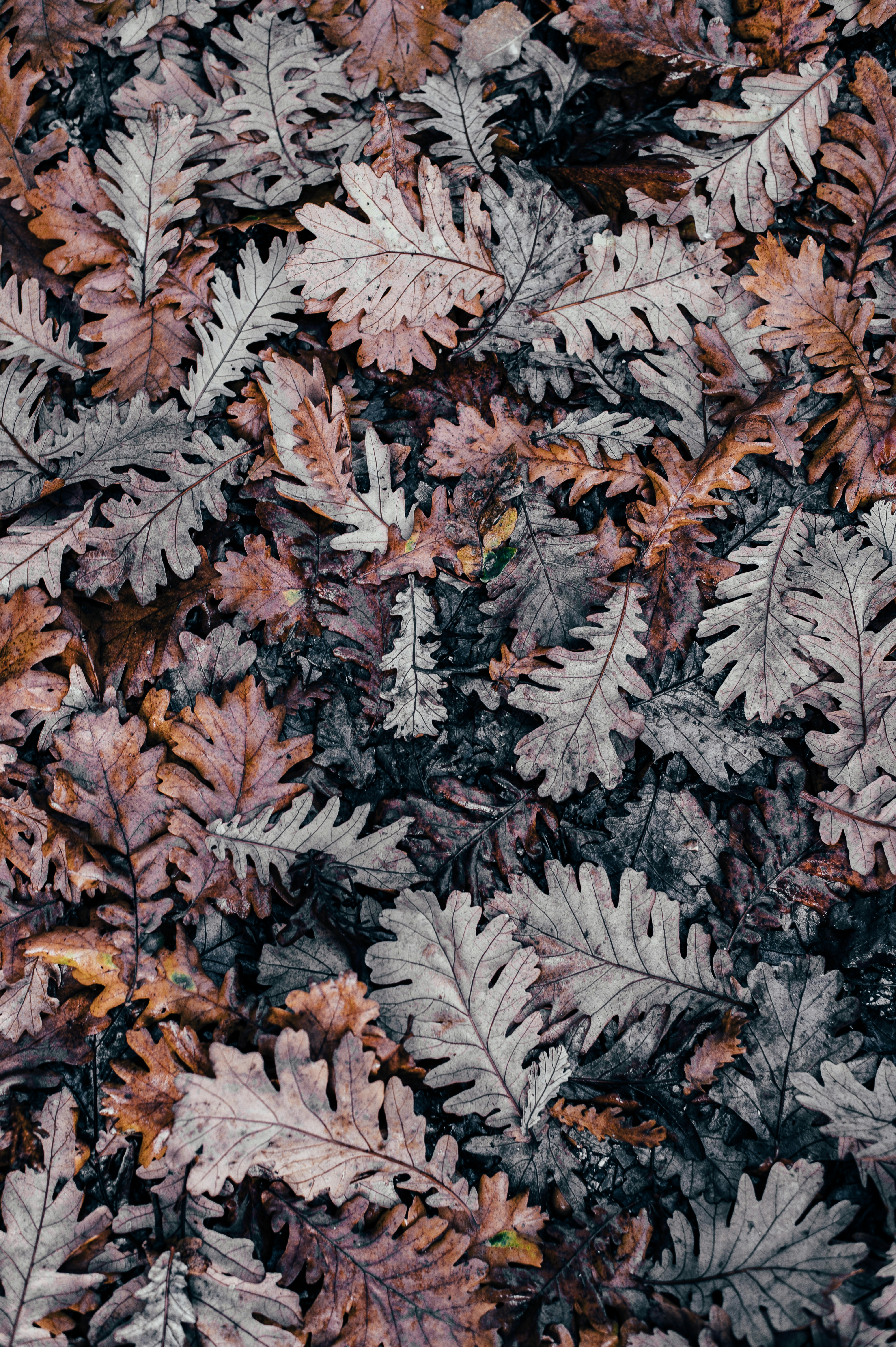 Fallen Autumn Oak Leaves