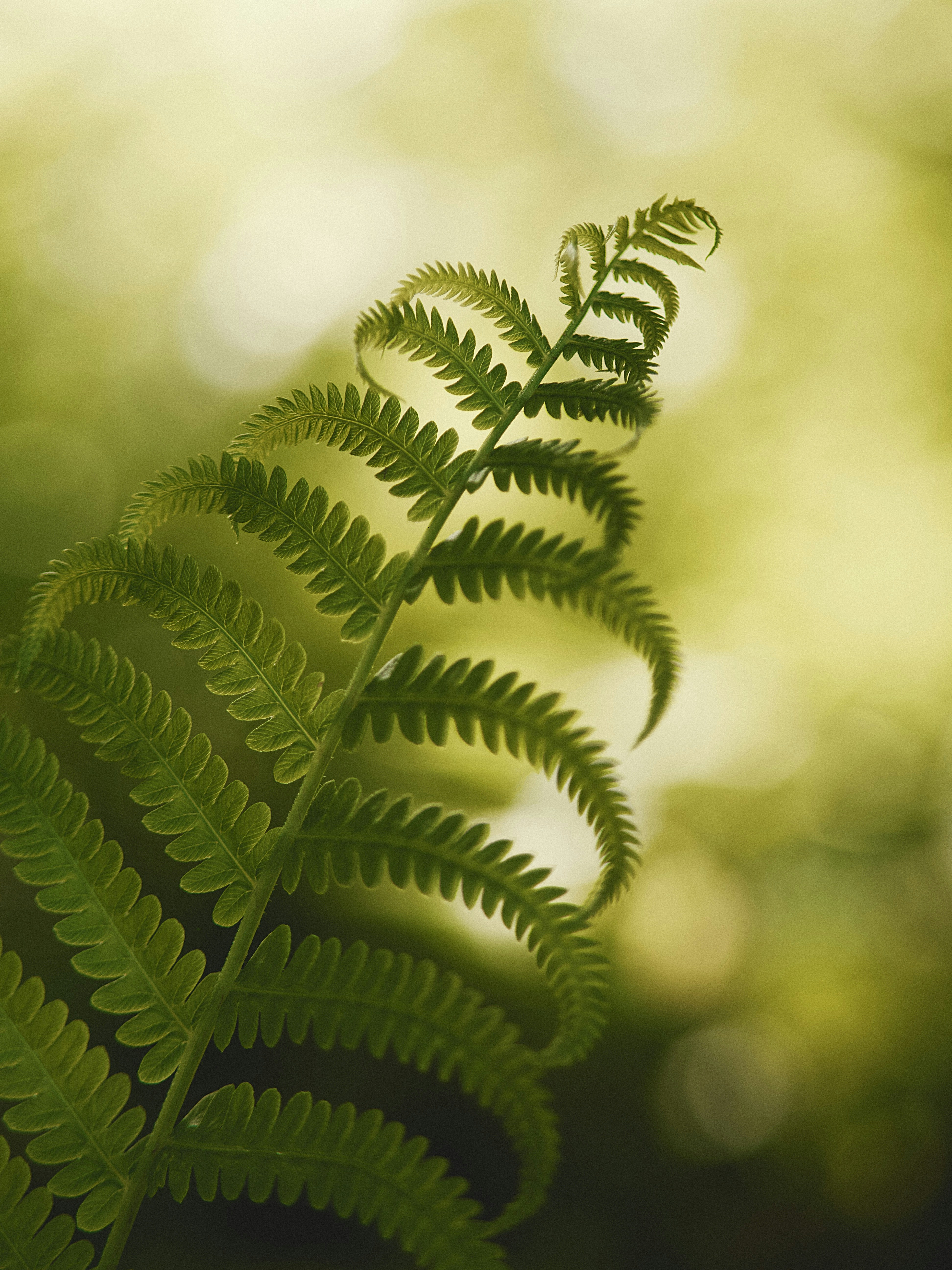 Backlit Fern Frond Close-up