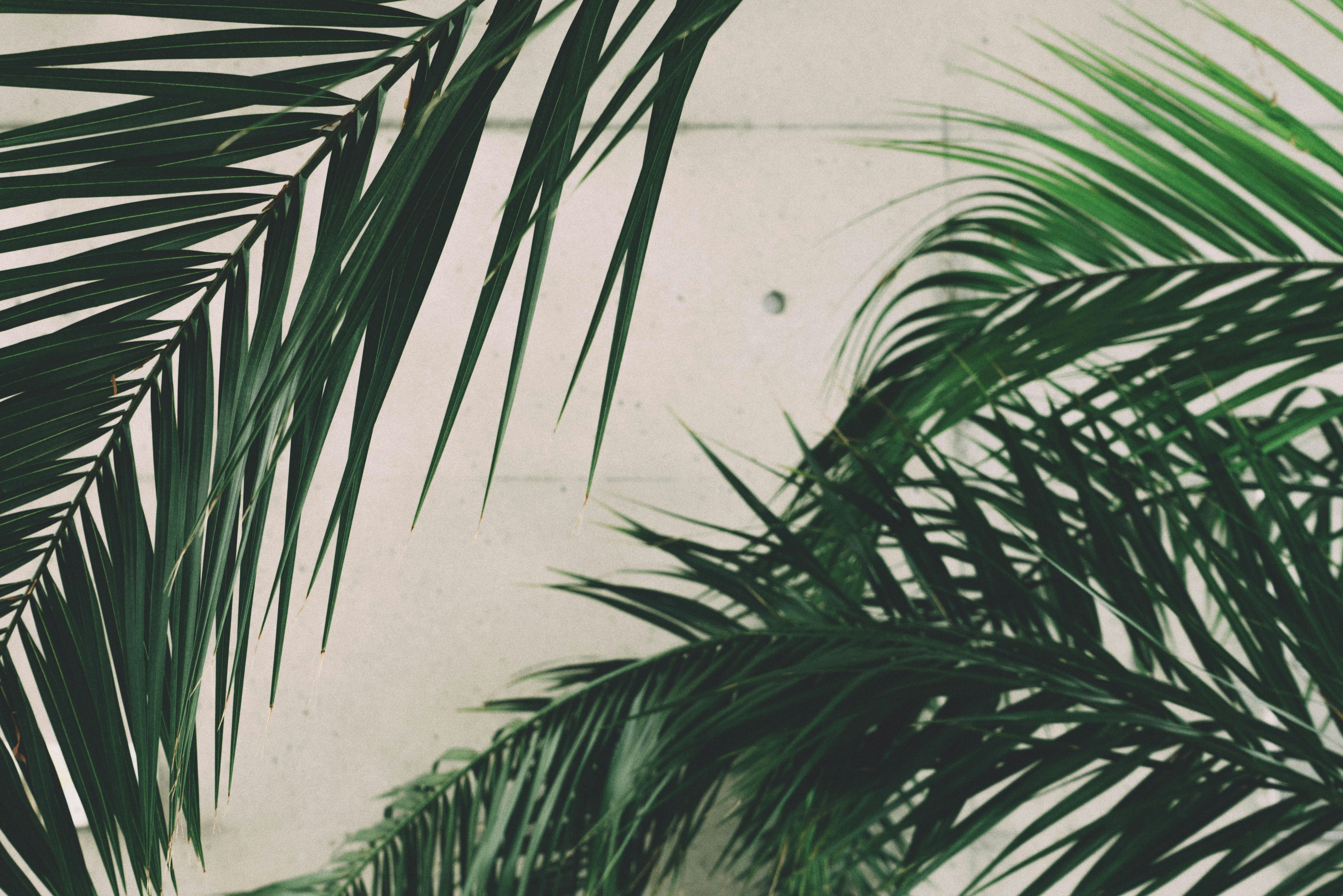 Palm Leaves Against Concrete Wall