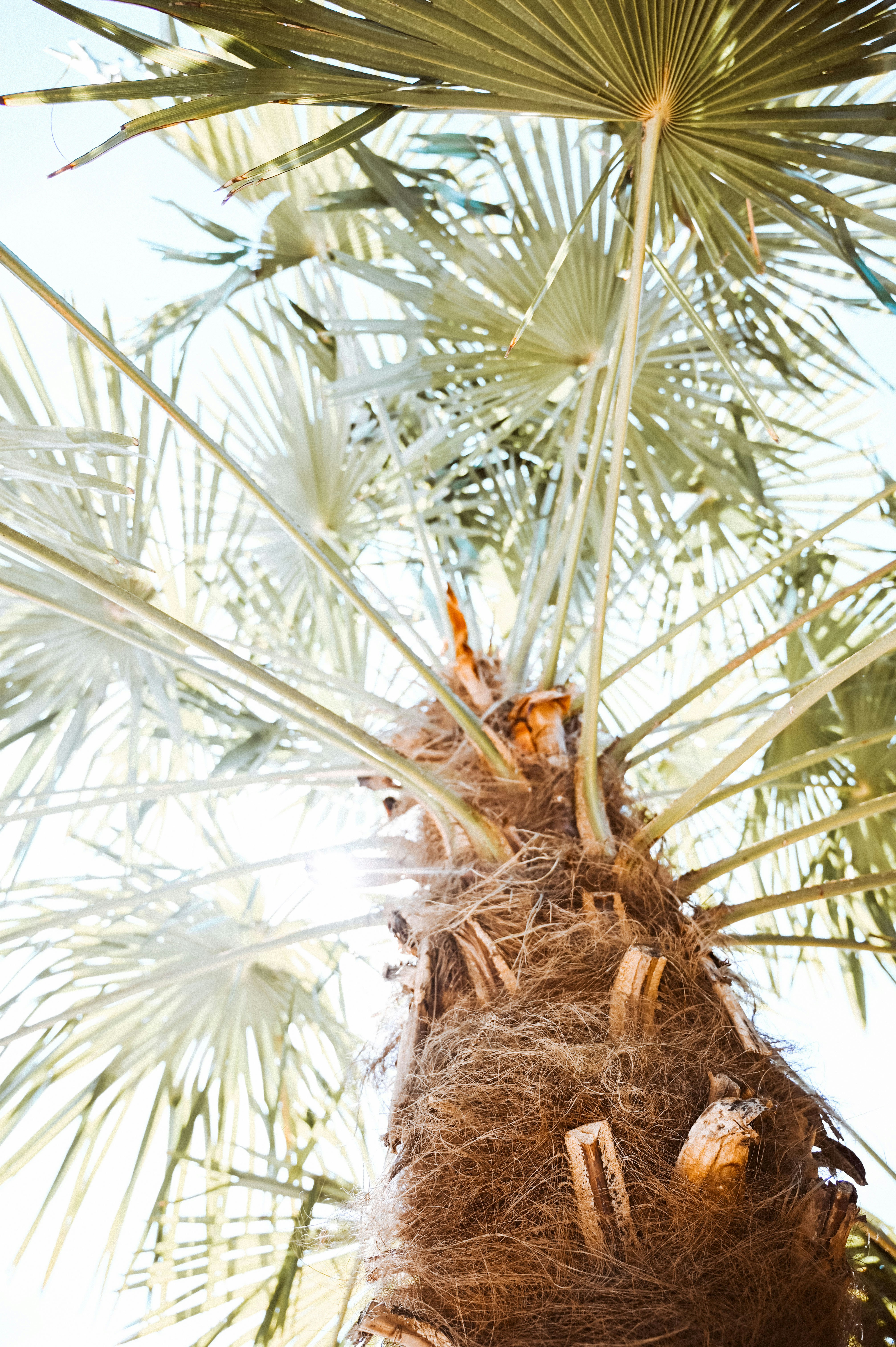 Low Angle View of Palm Tree