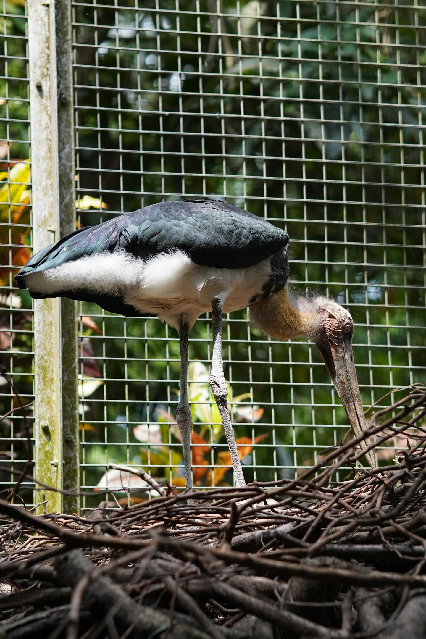 Lesser Adjutant Stork At Its Nest