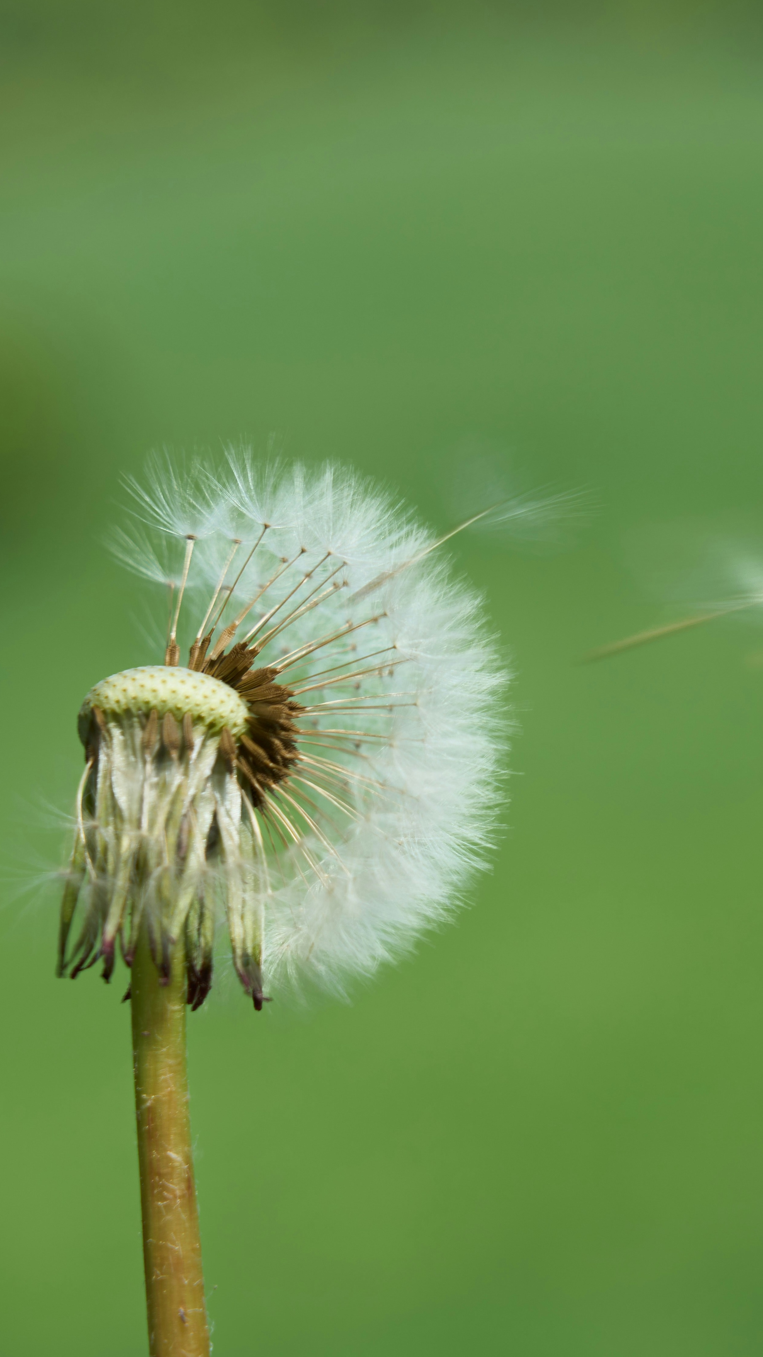 Partially Blown Dandelion Seed Head