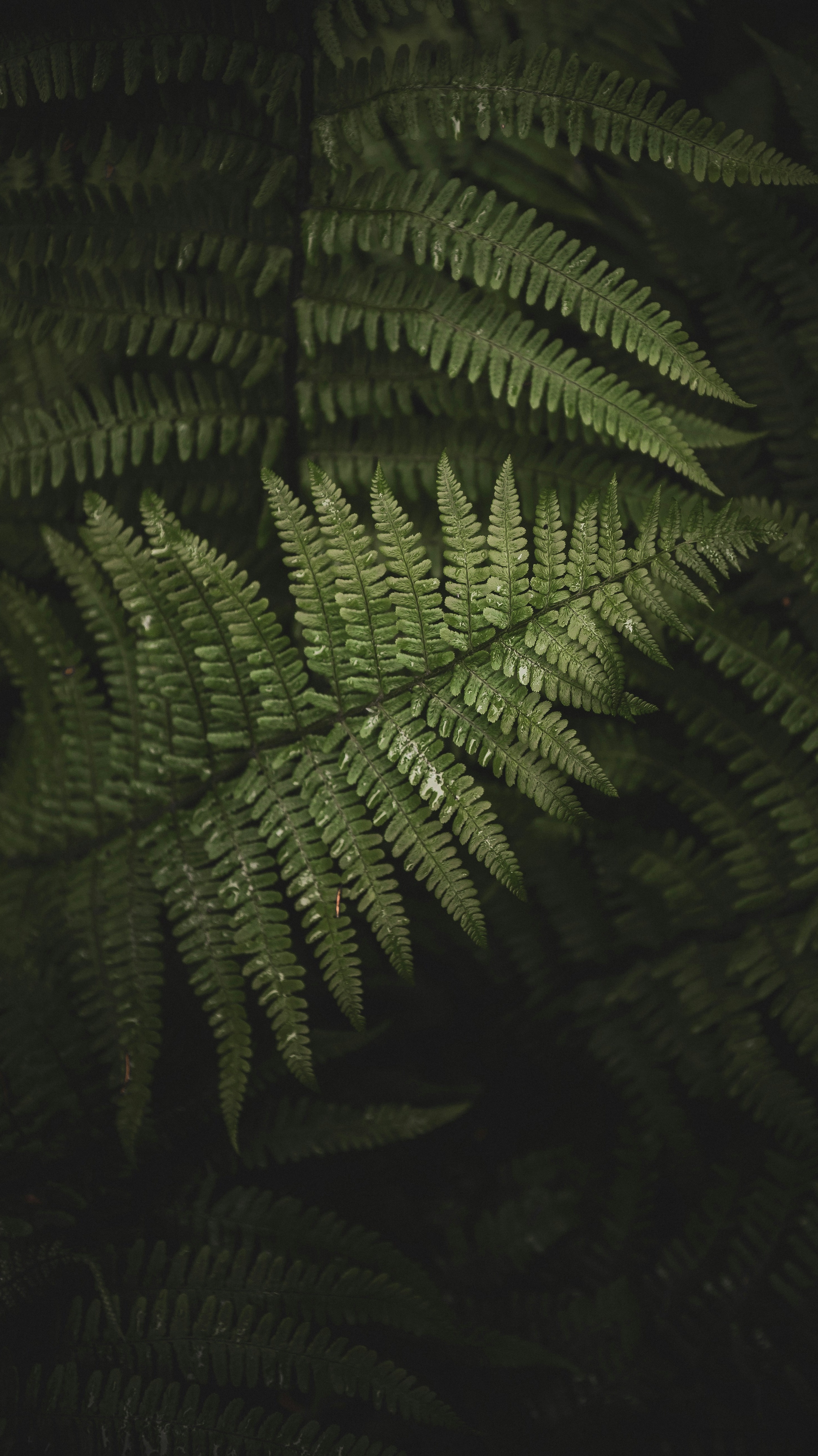 Wallpapers