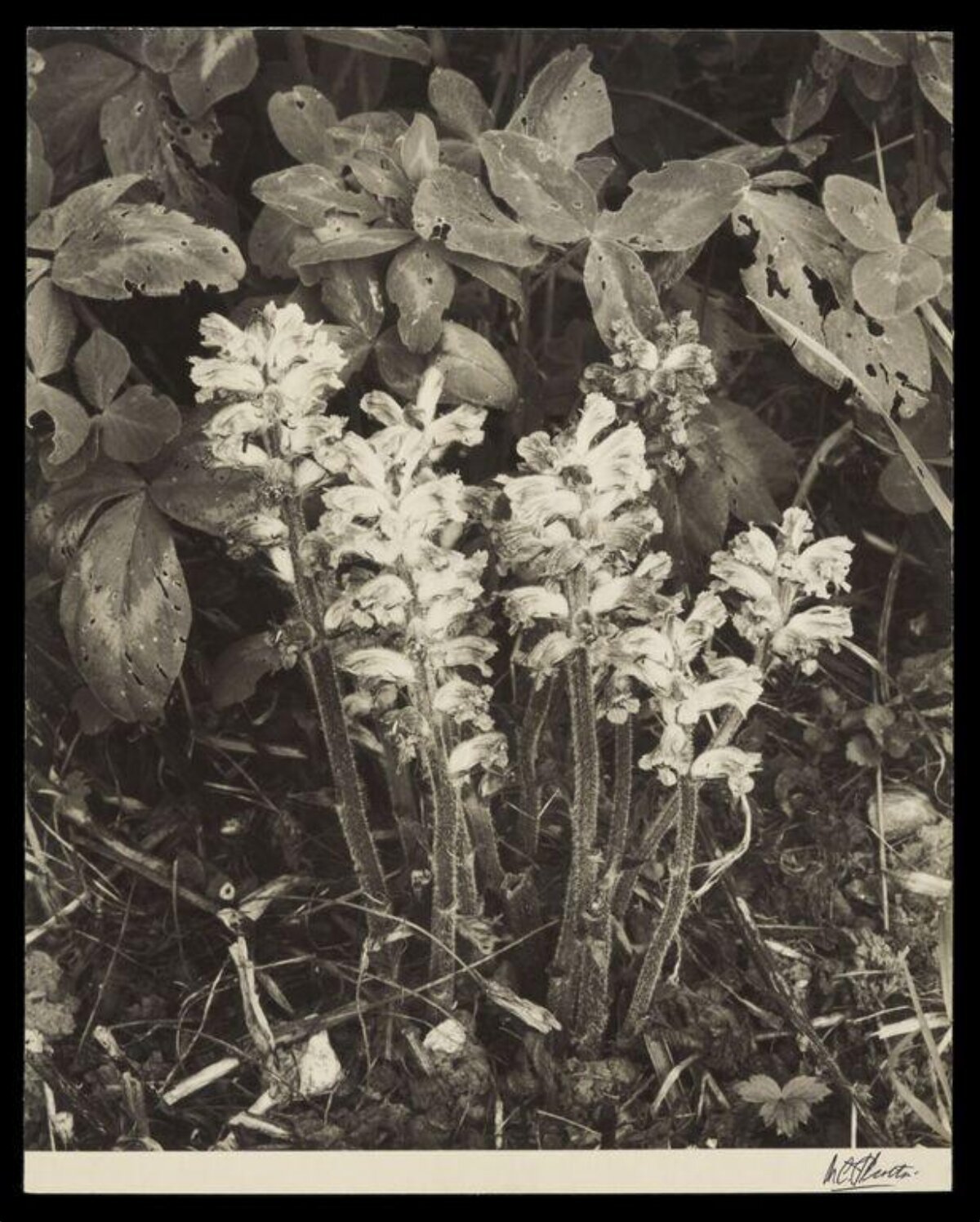 Vintage Photo of Clustered Wildflowers — Plant Encyclopedia