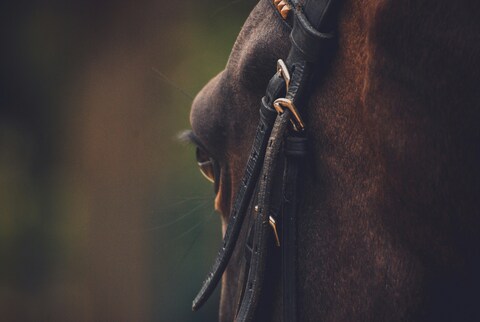 Close-up of a Brown Horse's Profile