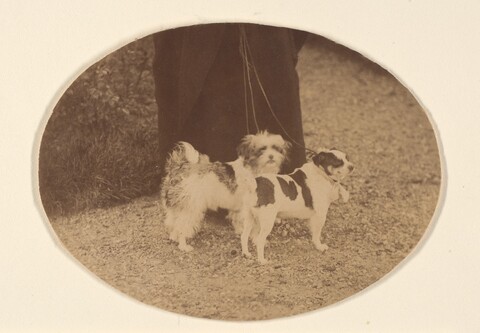Vintage Photo of Two Leashed Small Dogs