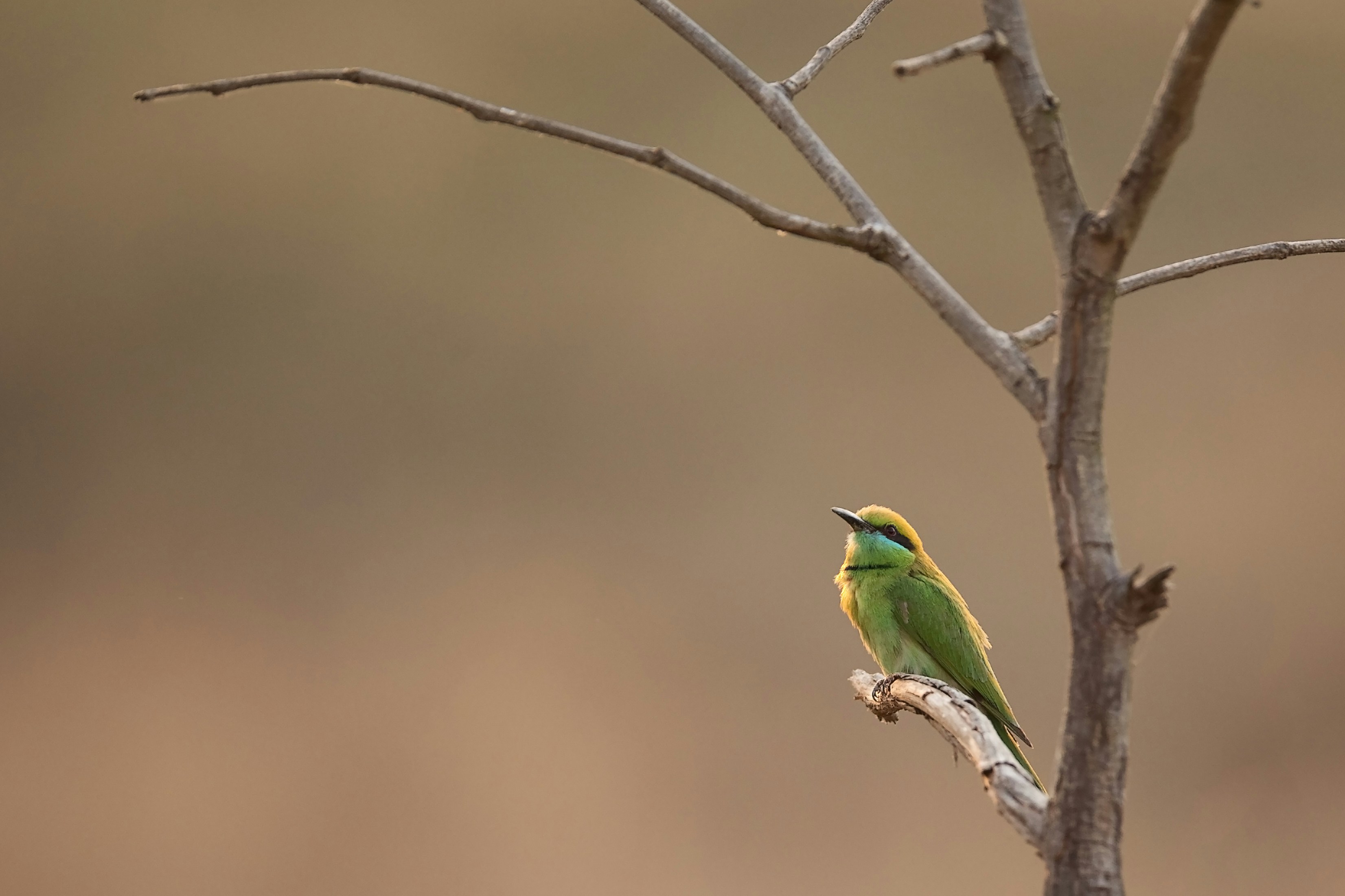 Green Bee-eater Perched on Dry Branch