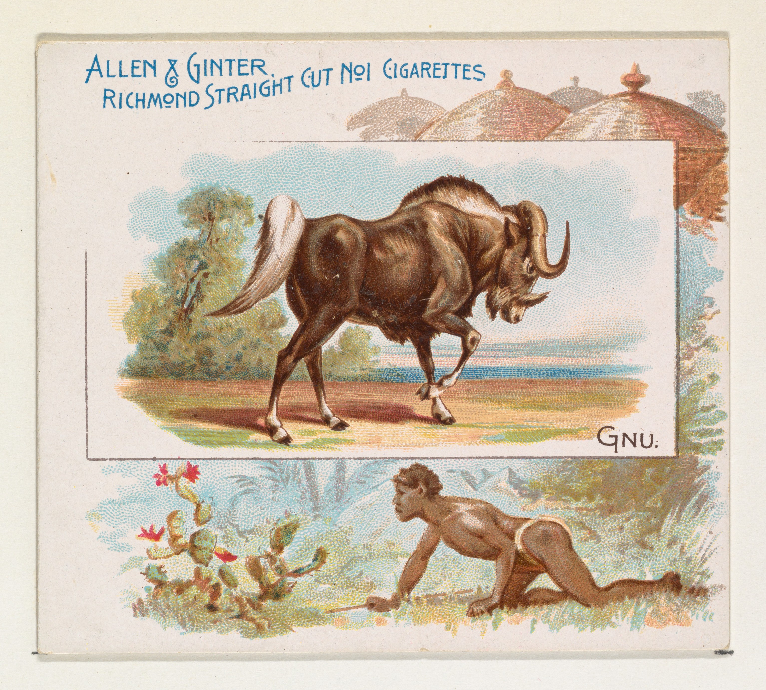 Vintage Gnu Cigarette Card Illustration