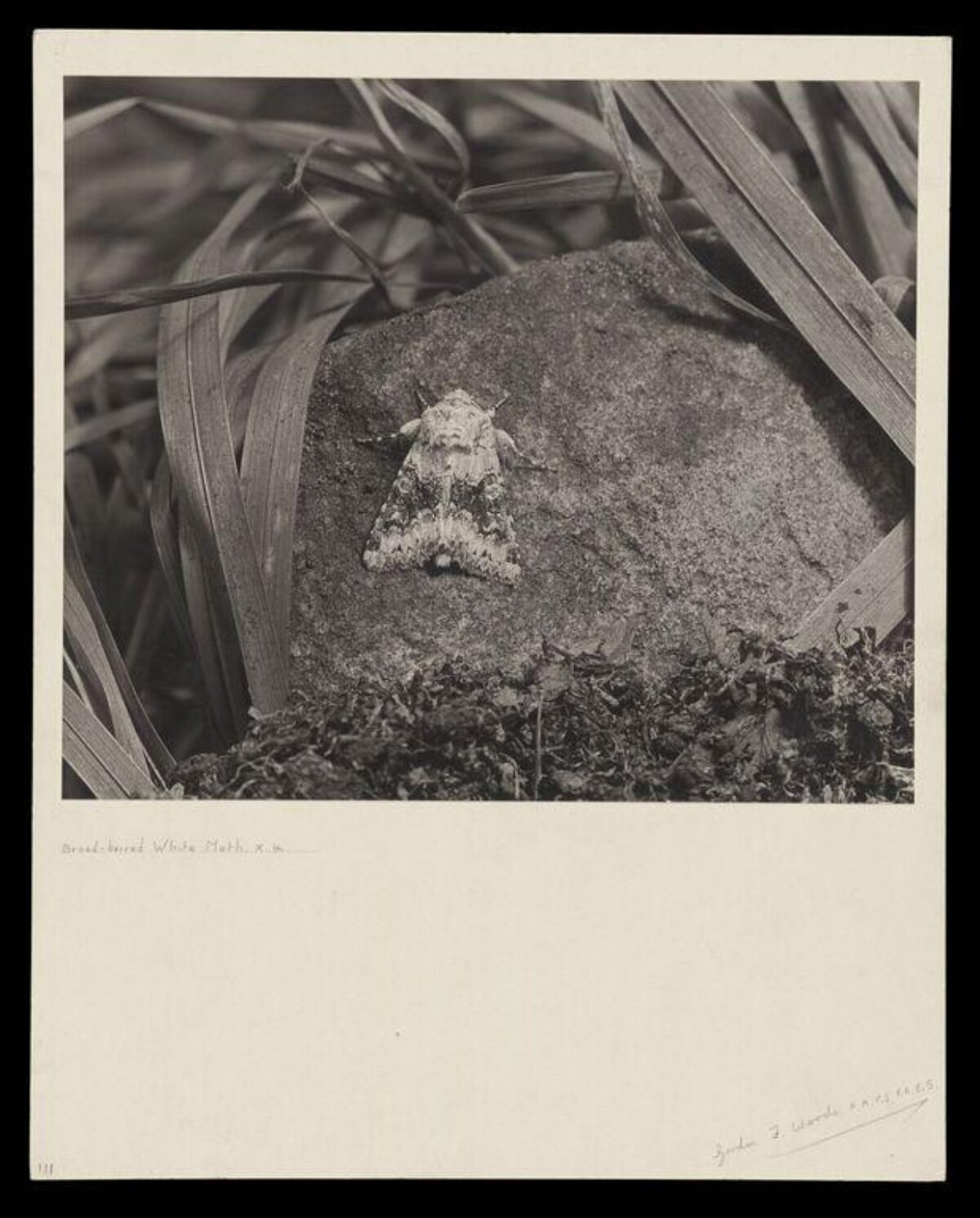 Broad-barred White Moth on Rock