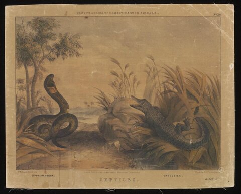Antique Illustration of Cobra and Crocodile