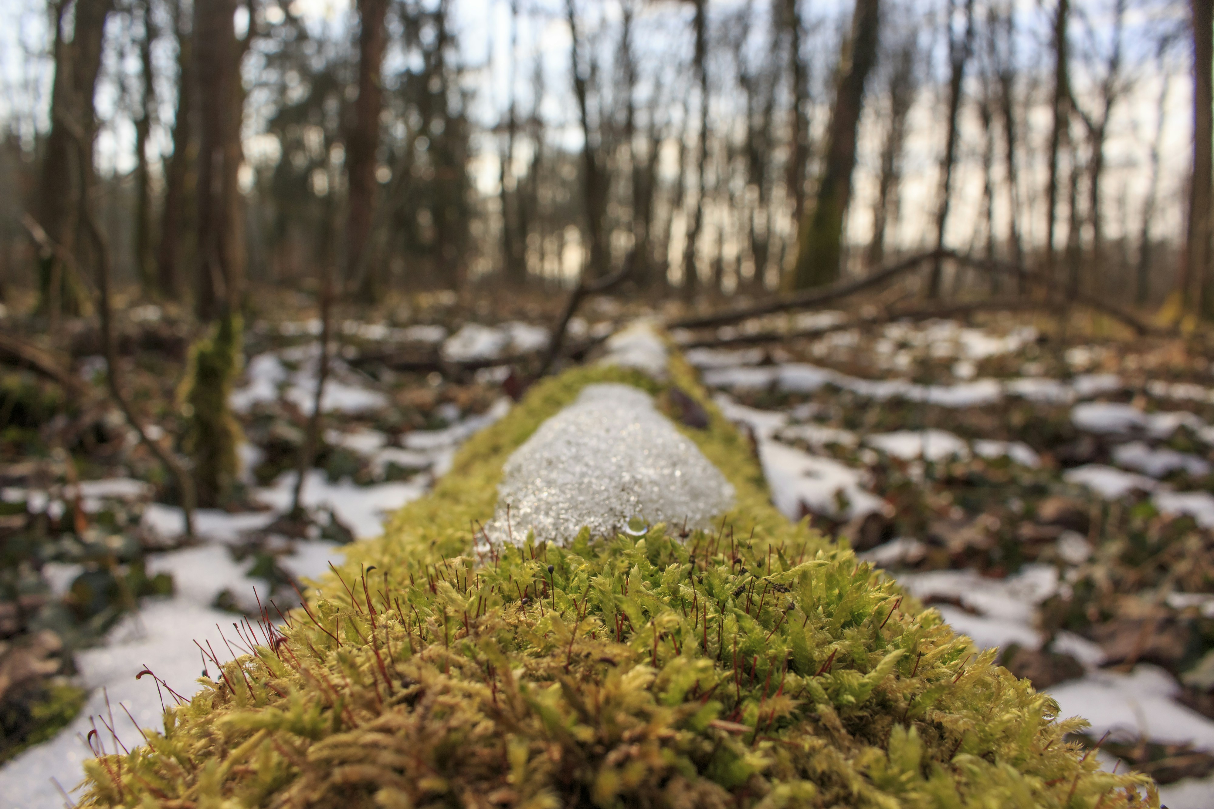 Snow-dusted Mossy Log in Winter Forest