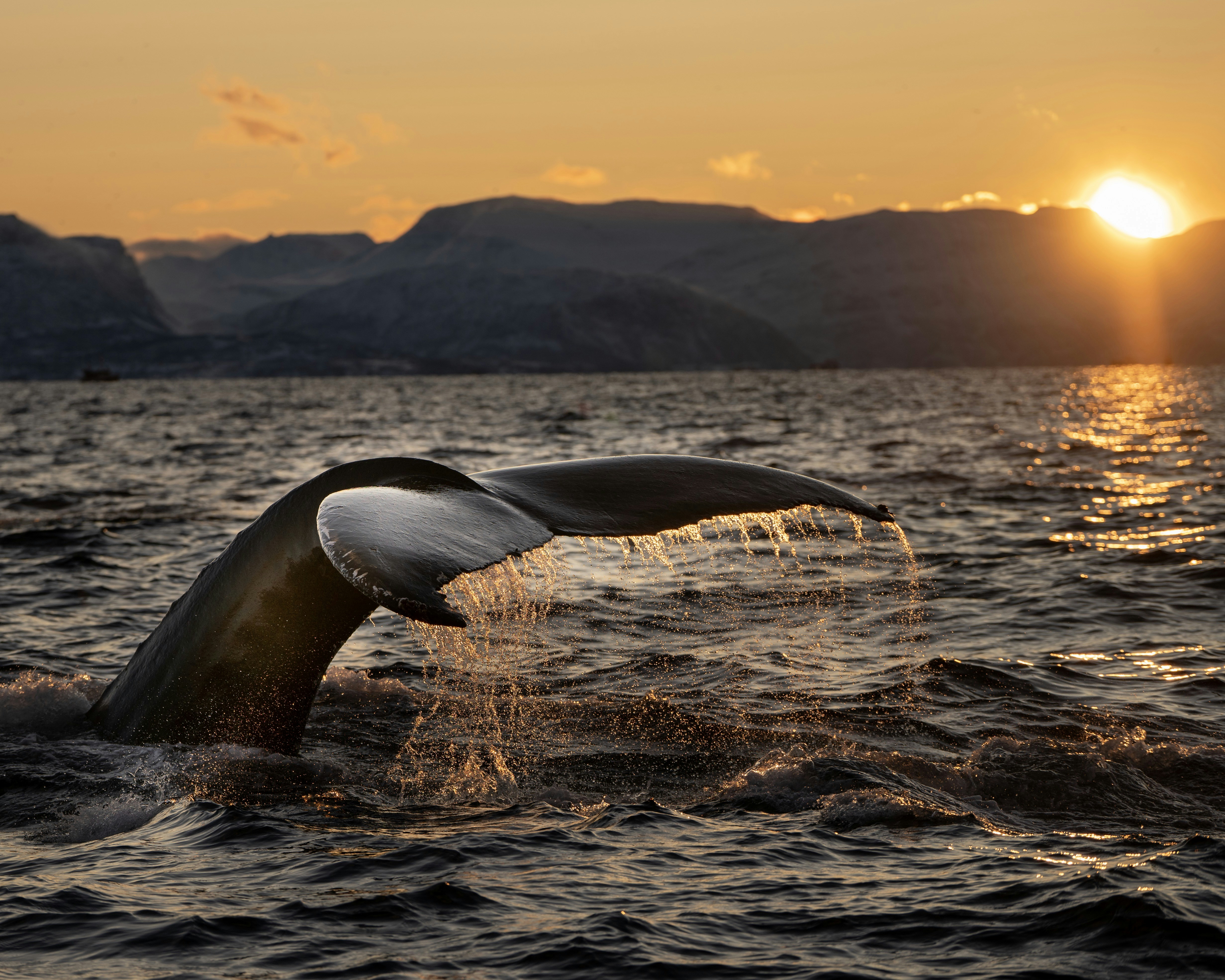 Whale Tail Above Sunset Ocean