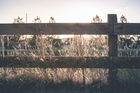 Sunlit Dry Grass by Wooden Fence