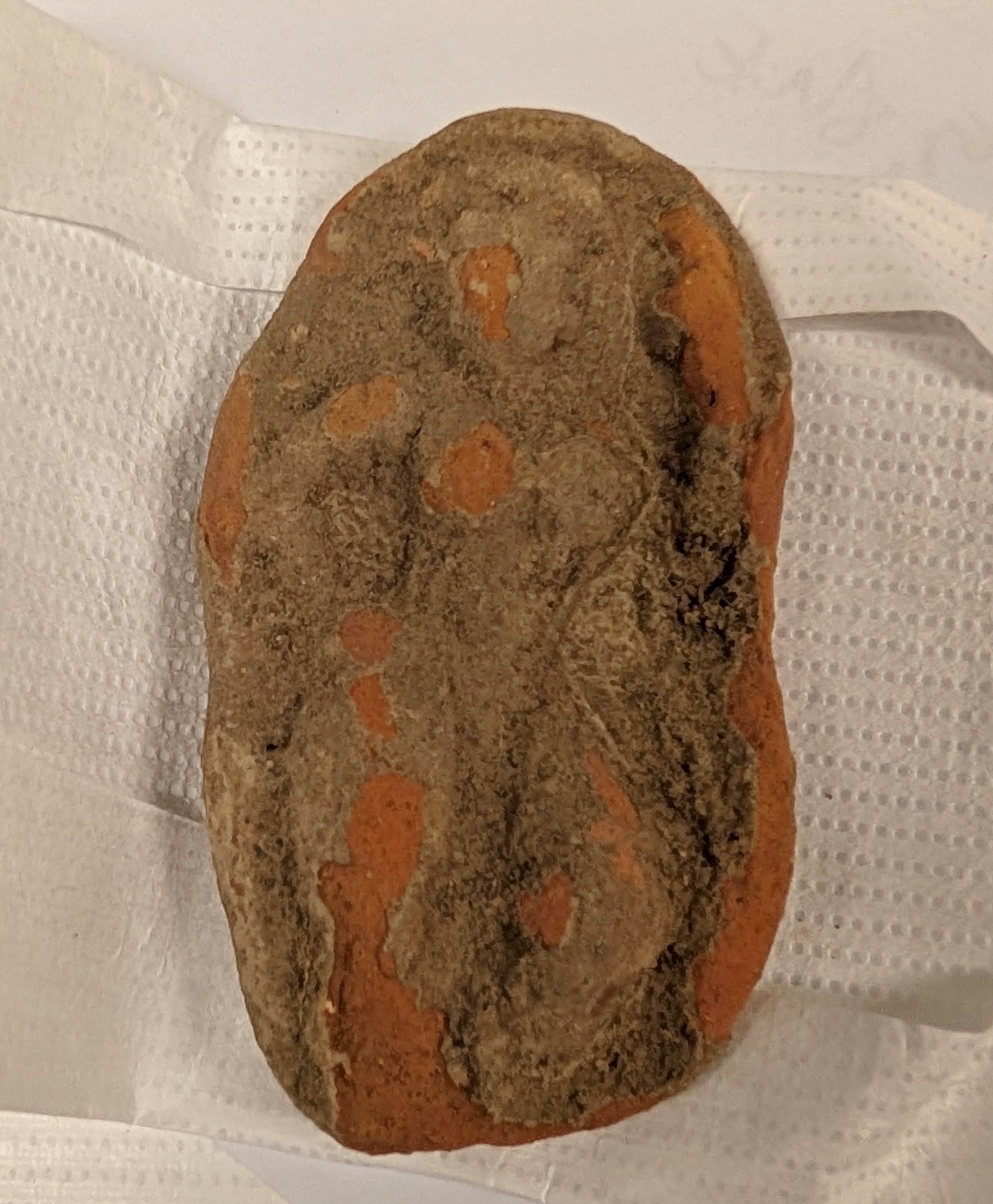 Oval Spotted Rock on Paper Towel