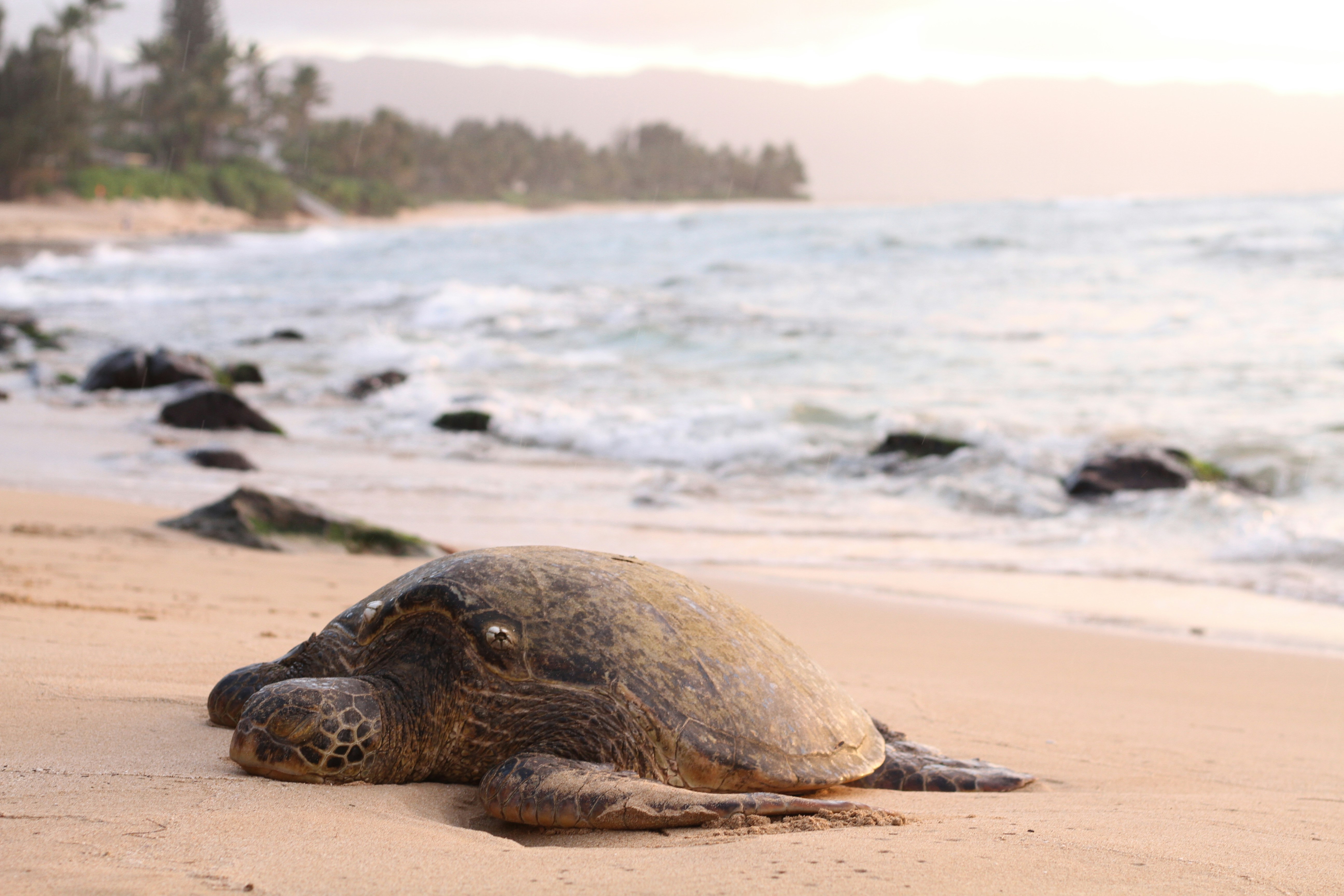 Sea Turtle Resting on Sandy Beach
