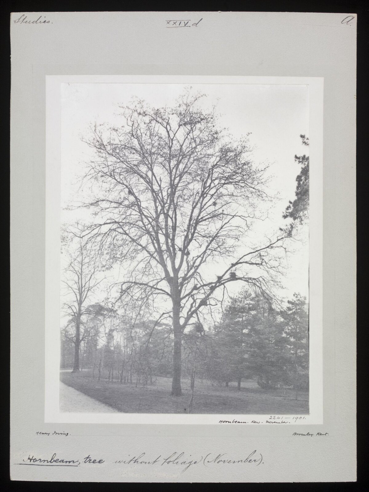Leafless Hornbeam Tree in November