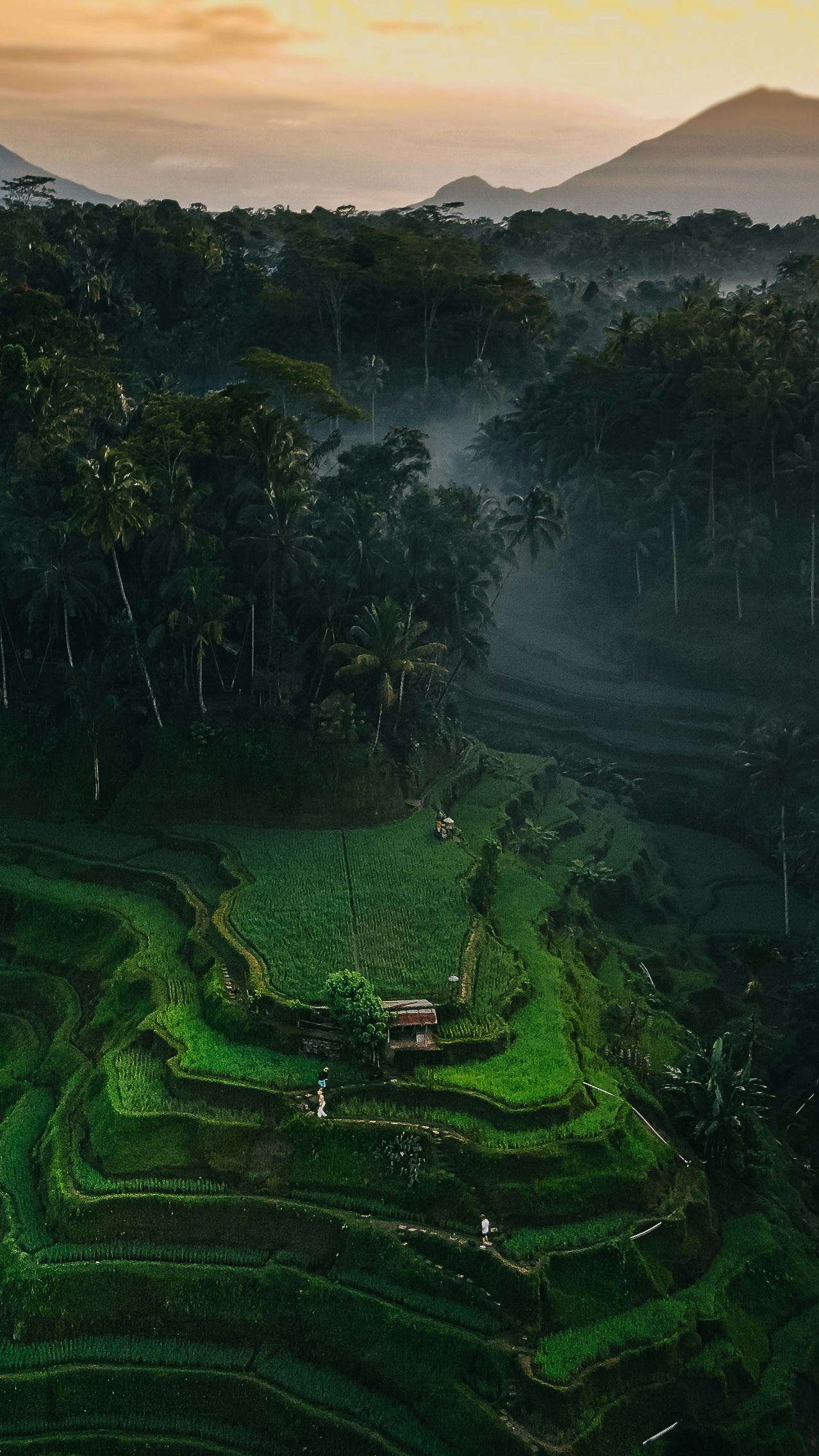 Wallpapers