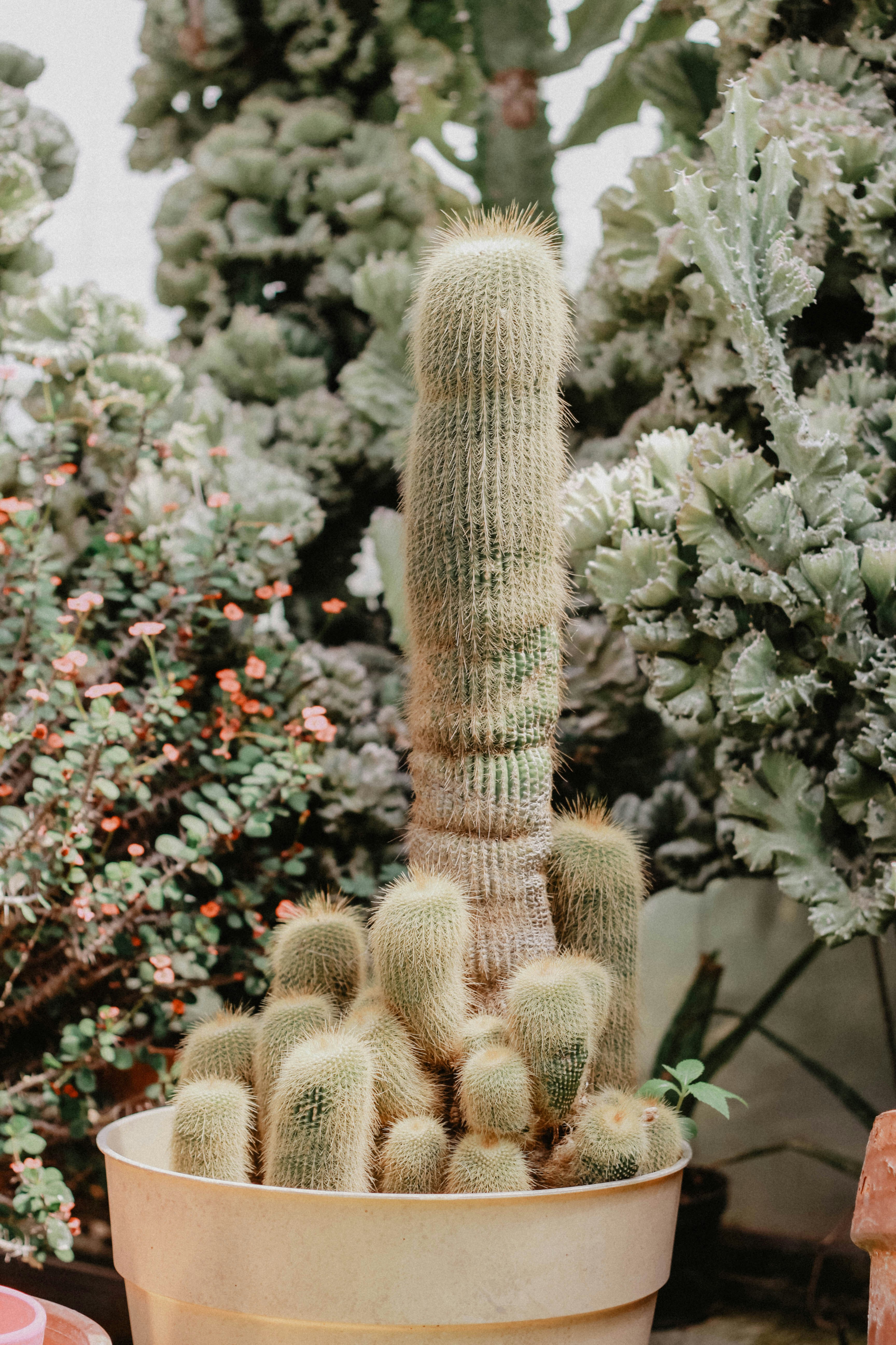 Potted Clustered Cactus