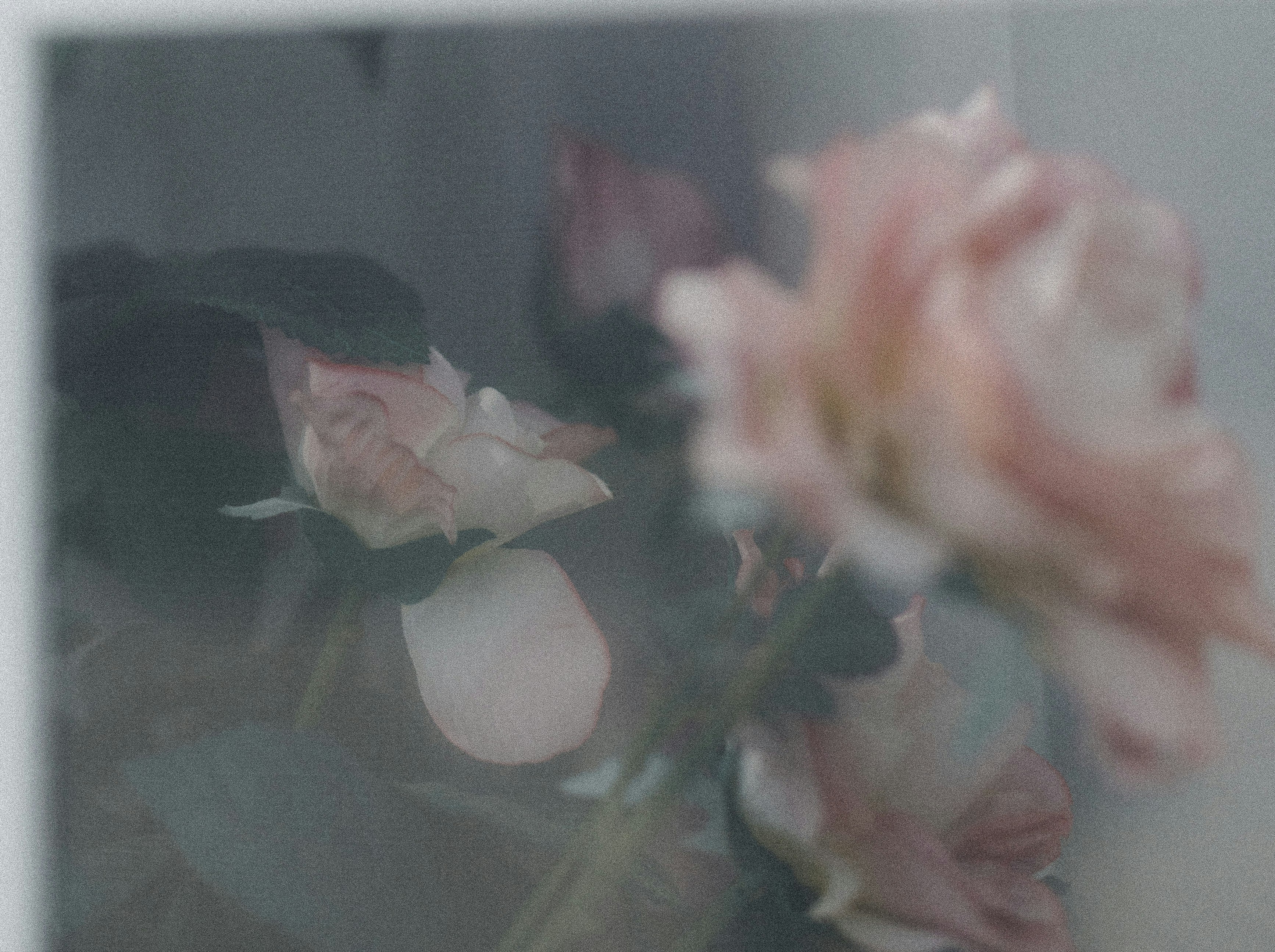 Blurred Pink Roses Through Glass