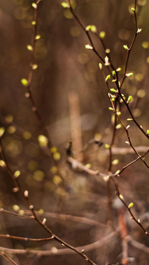 Spring Buds on Bare Branches
