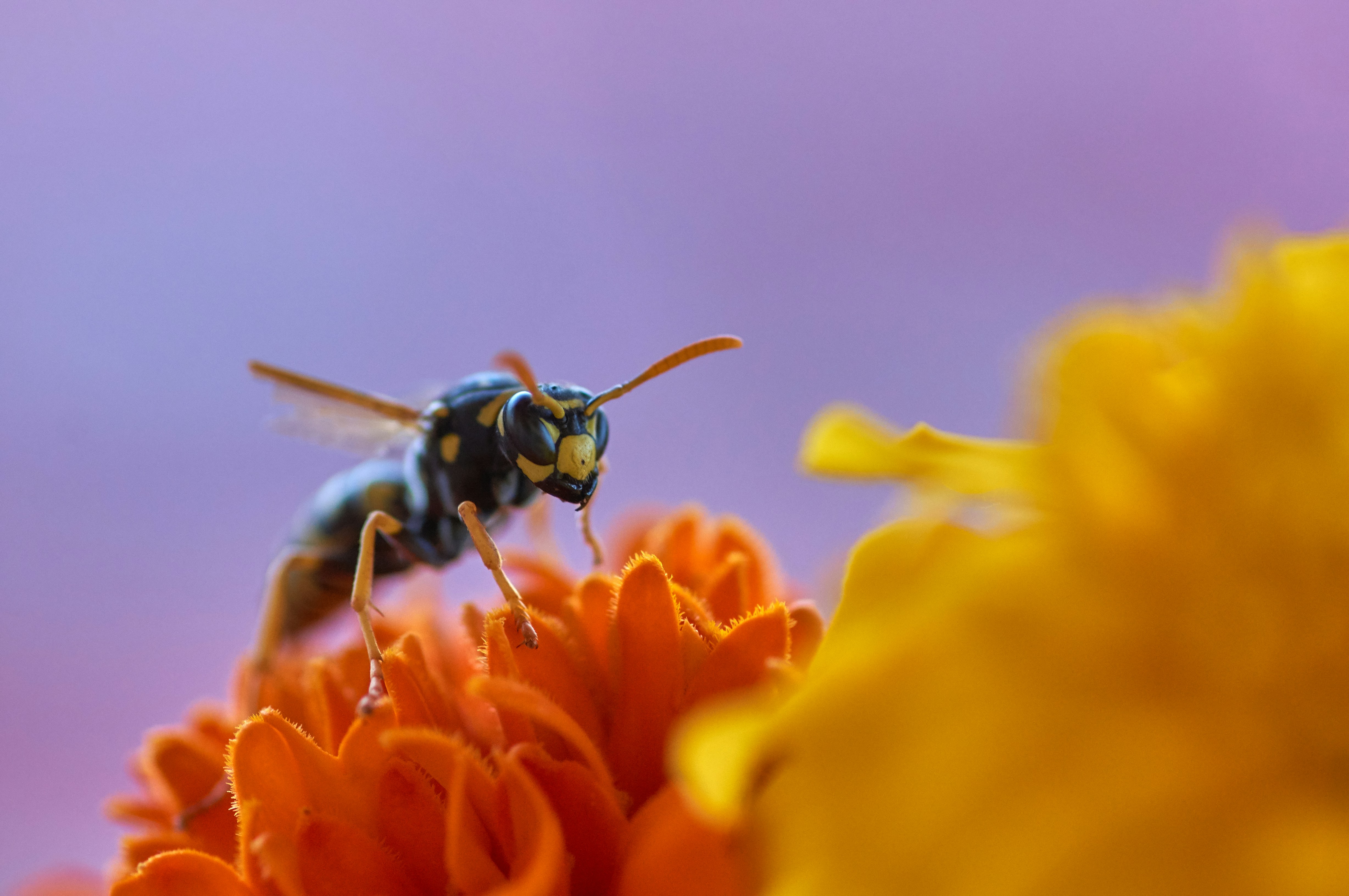 Wasp on Orange Flower