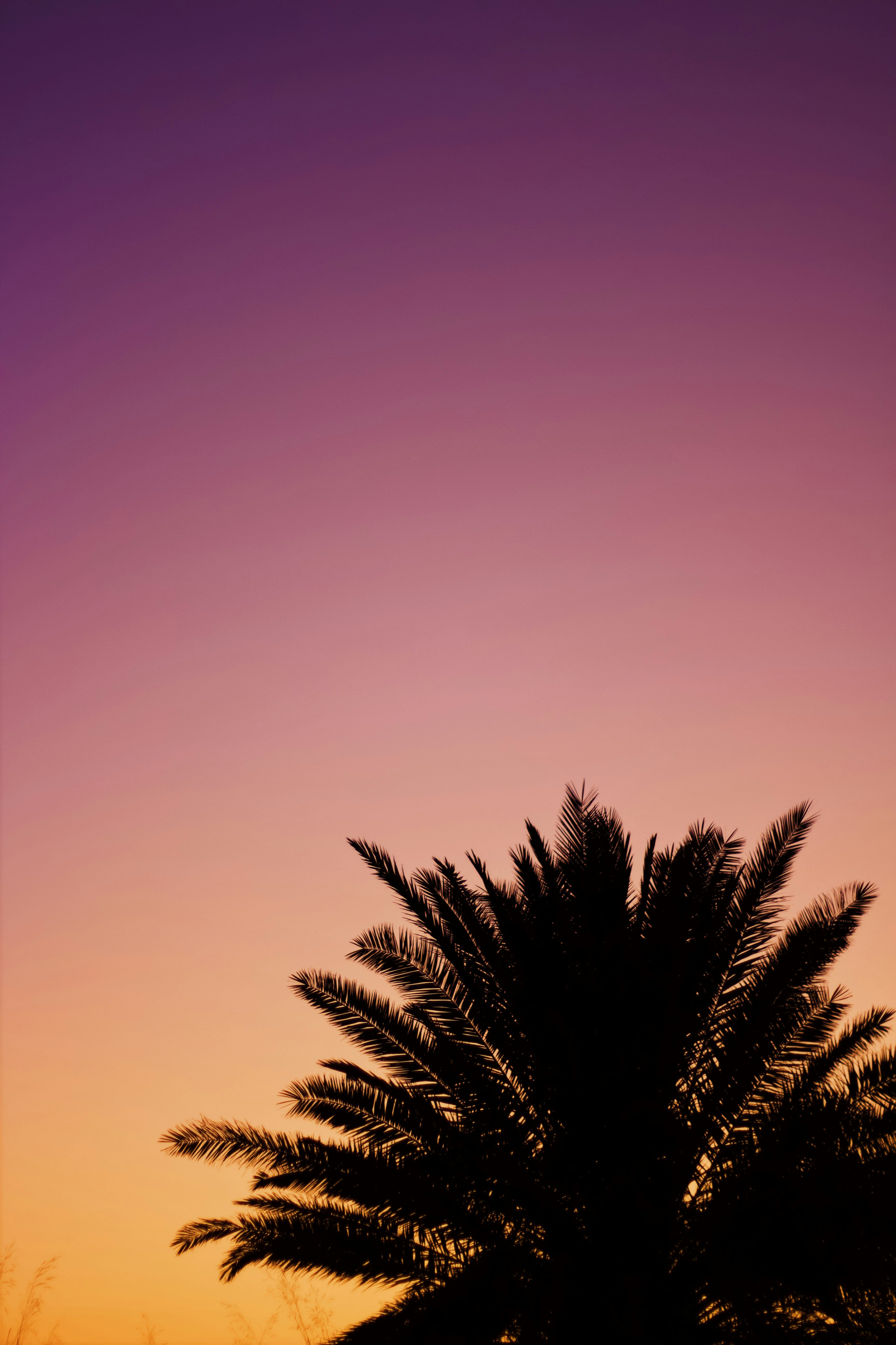 Palm Tree Silhouette at Dusk