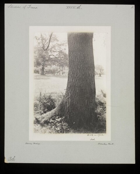 1900 Photograph of Ash Tree Trunk