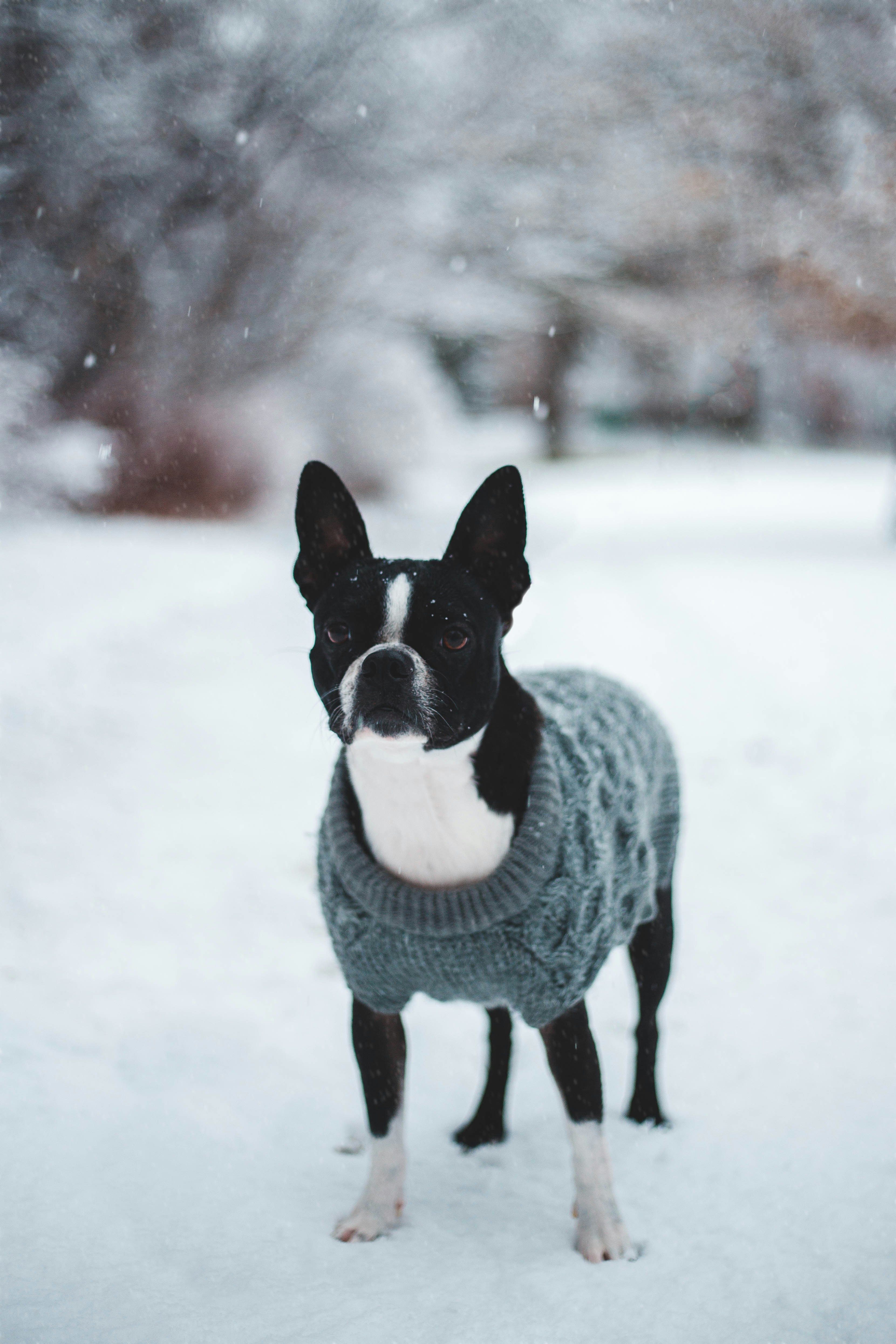 Boston Terrier in Snow Wearing Sweater