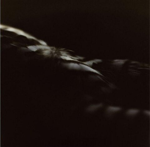 Close-up of Bird Feather