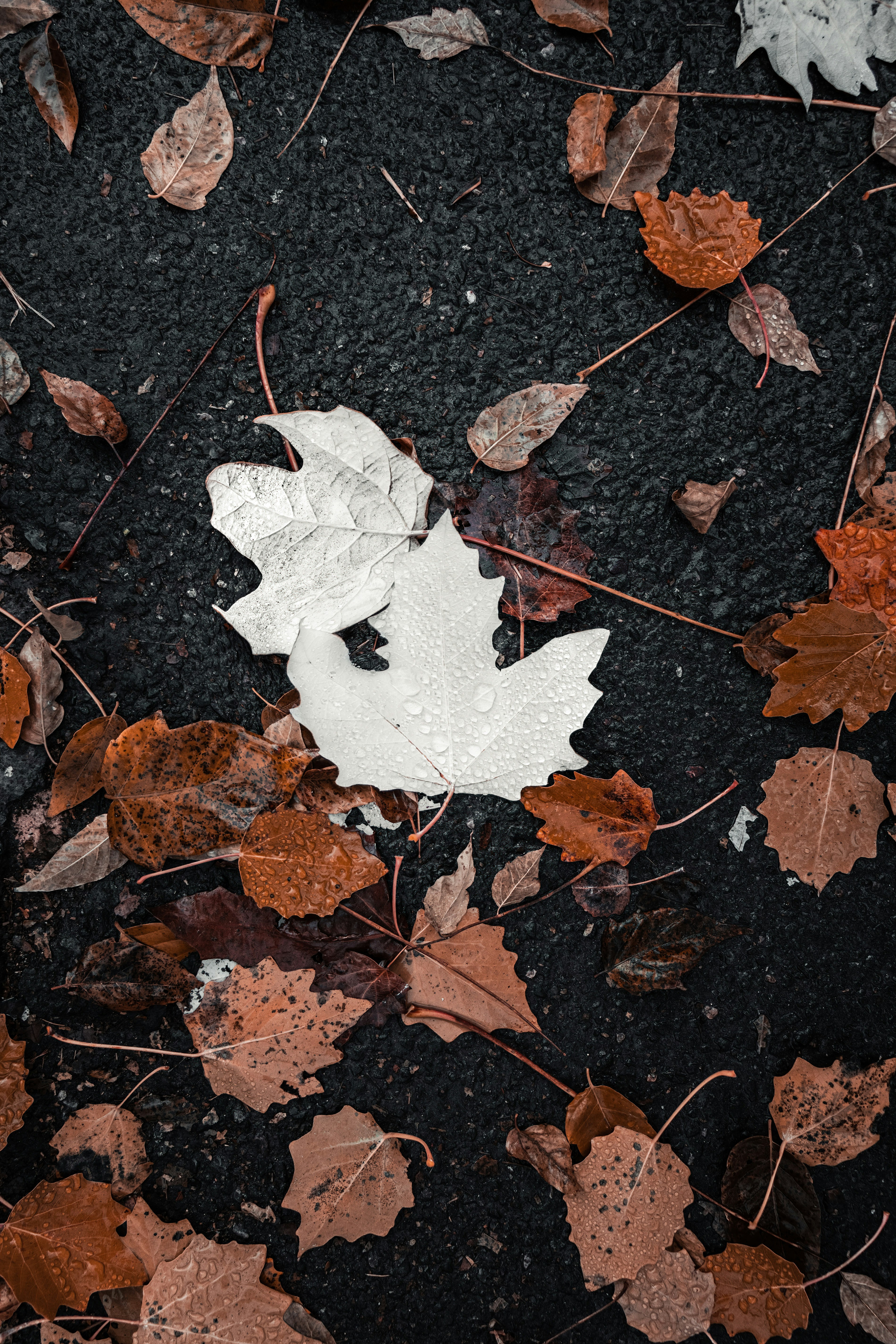 Autumn Leaves on Asphalt Road
